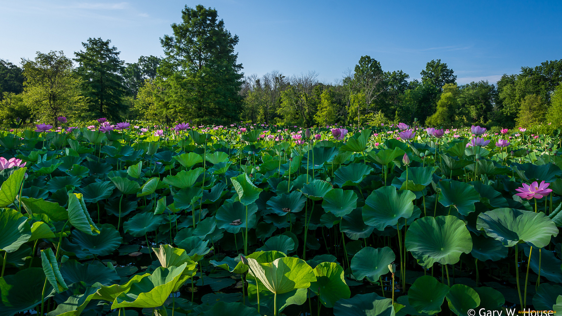 цветы, лотосы
