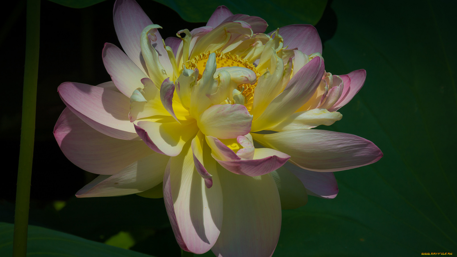 цветы, лотосы, лотос