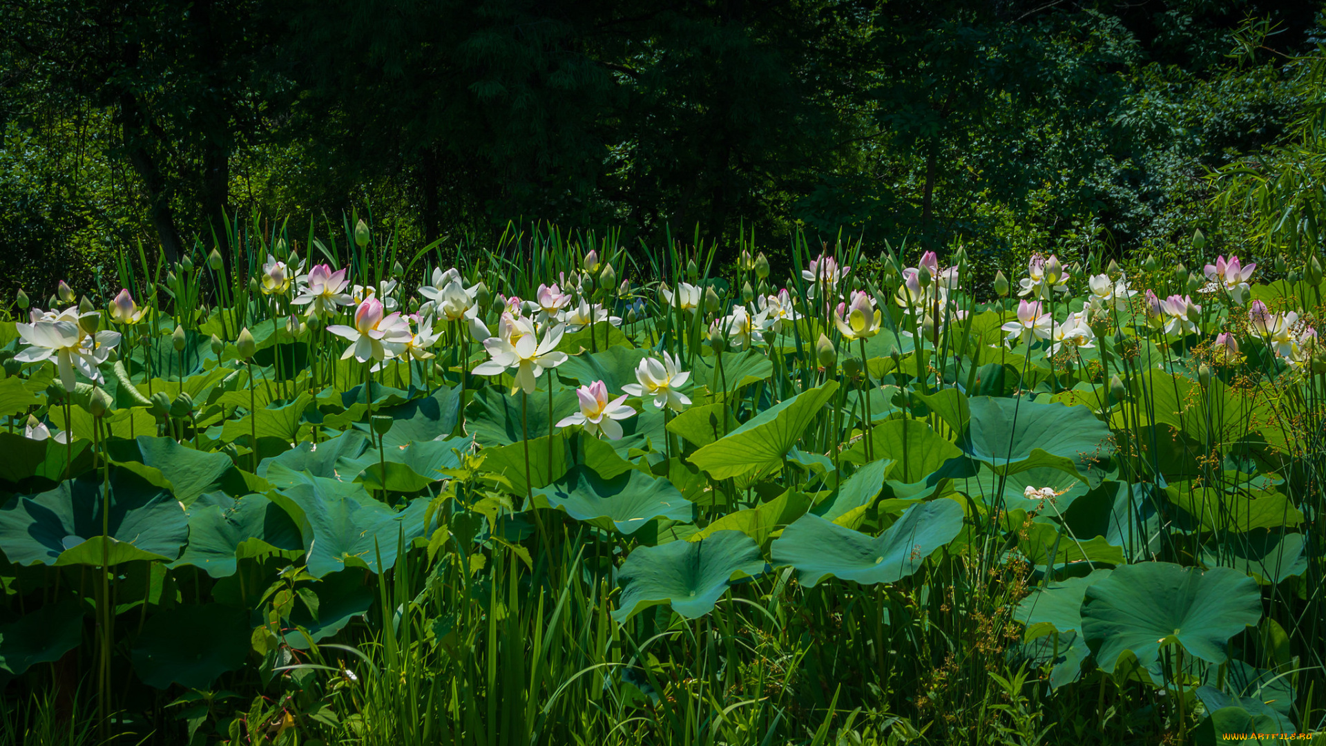 цветы, лотосы, зелень