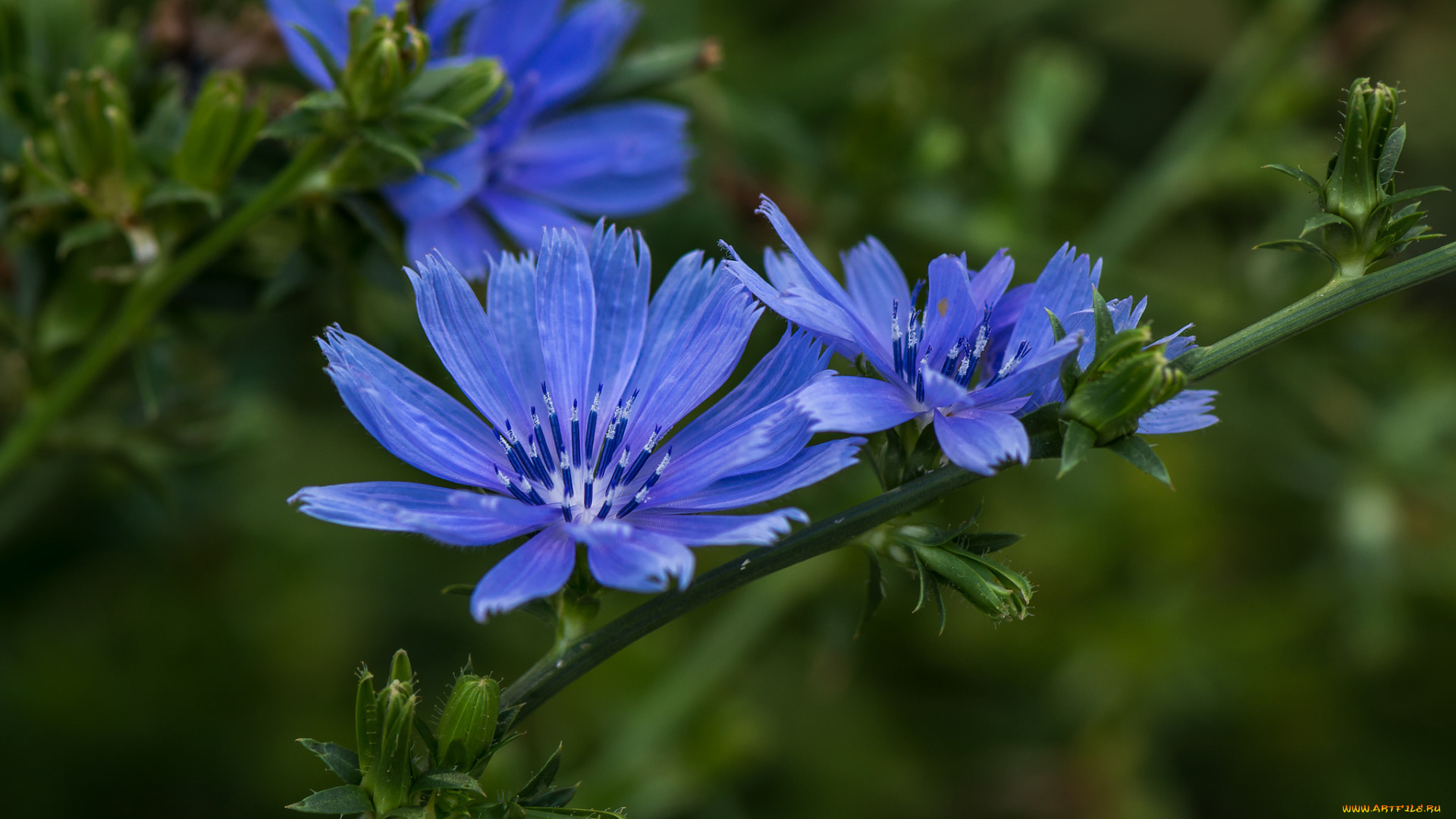 цветы, луговые, , полевые, , цветы, цикорий