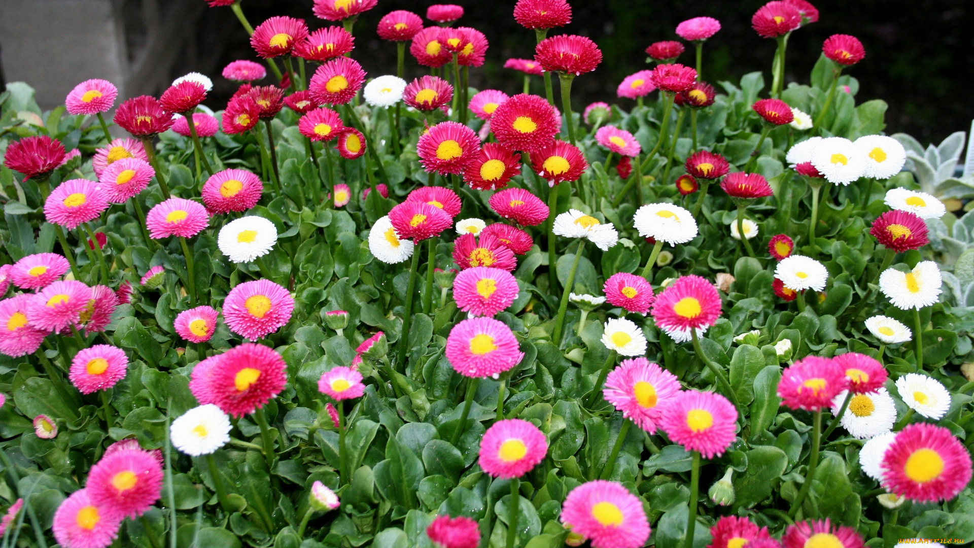 цветы, маргаритки, разноцветные