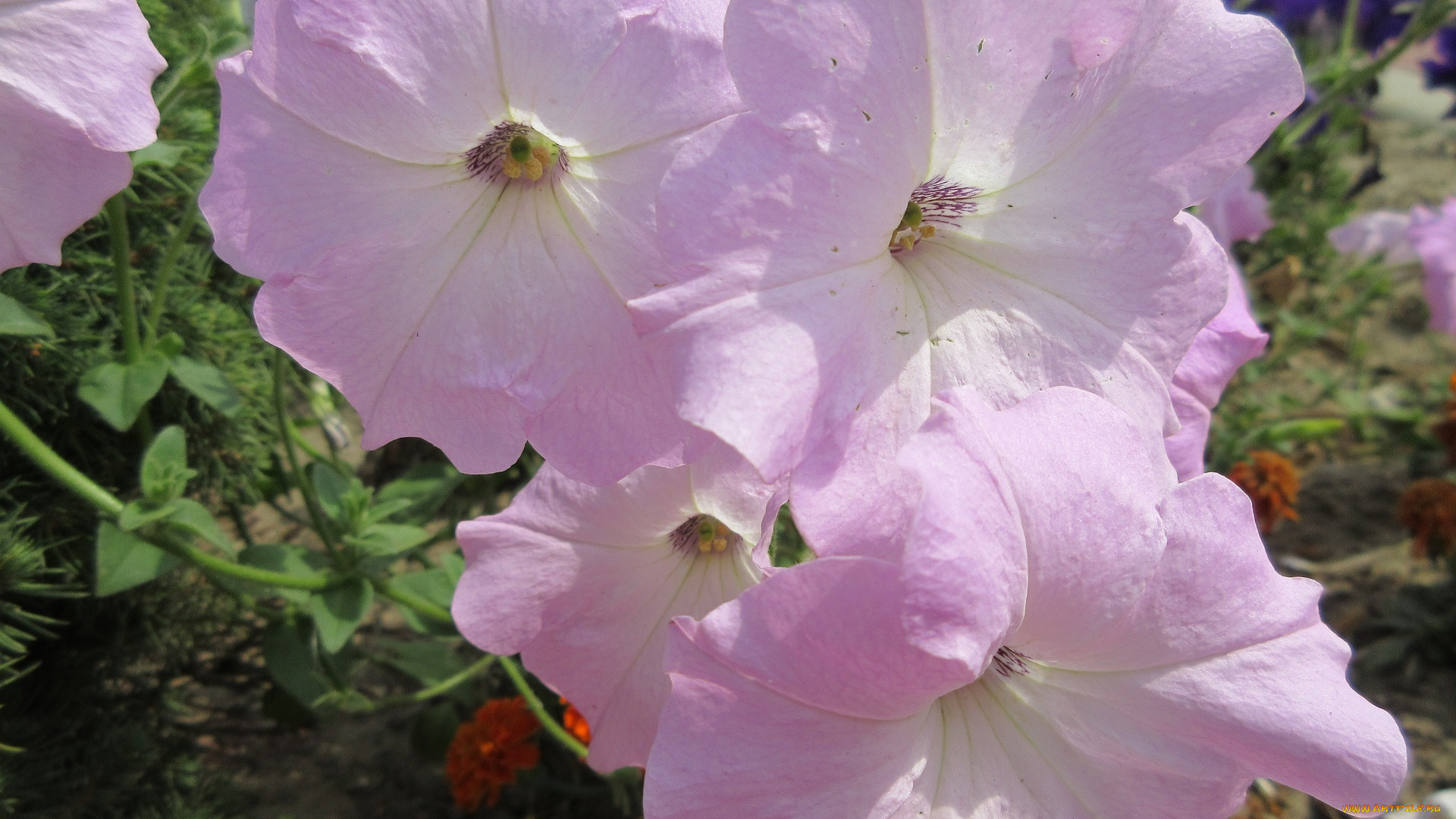 цветы, петунии, , калибрахоа