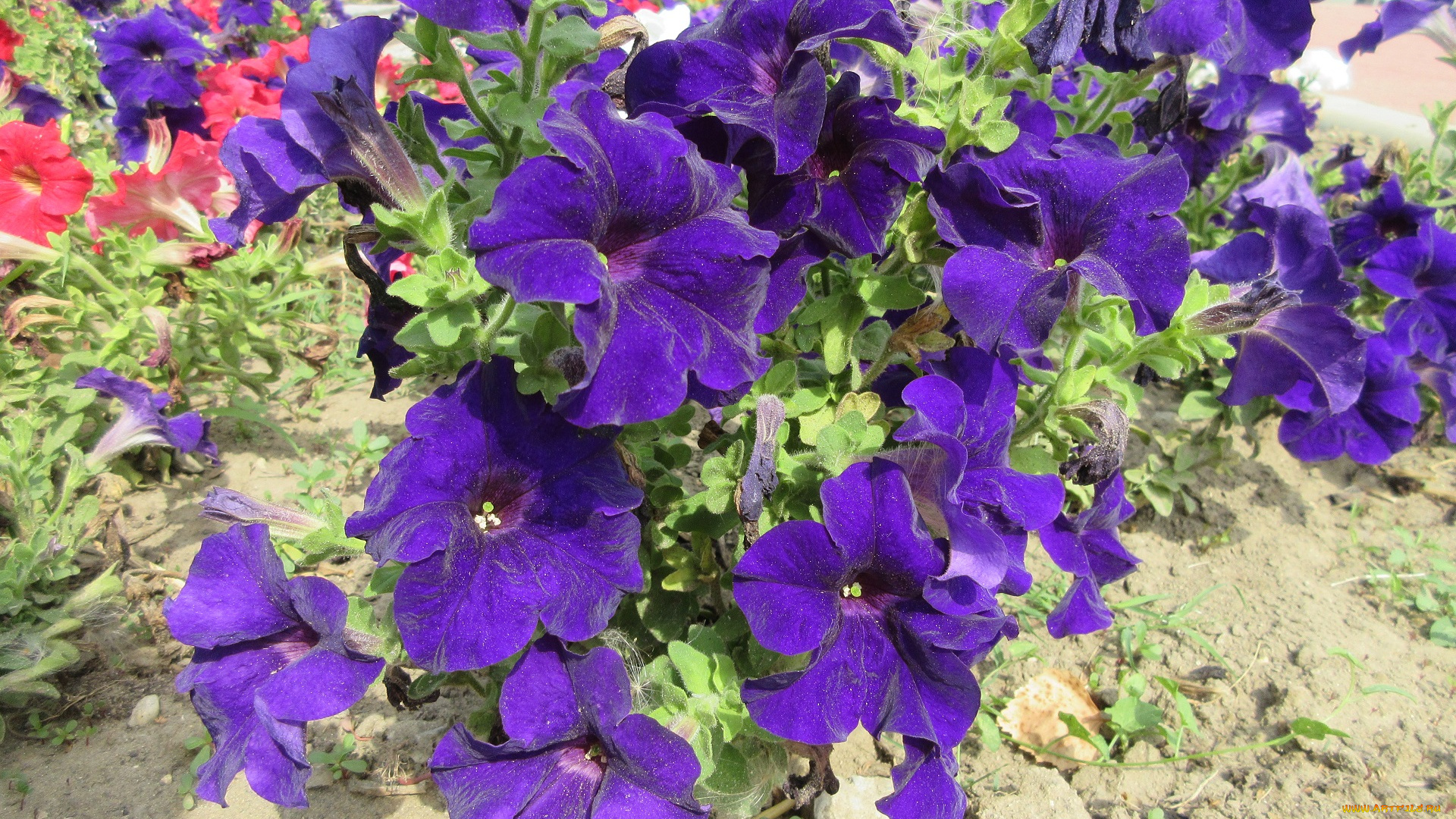 цветы, петунии, , калибрахоа