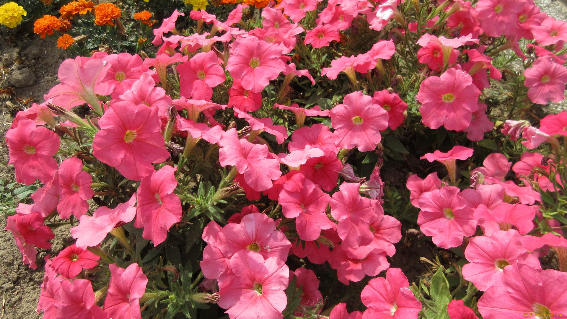 цветы, петунии, , калибрахоа