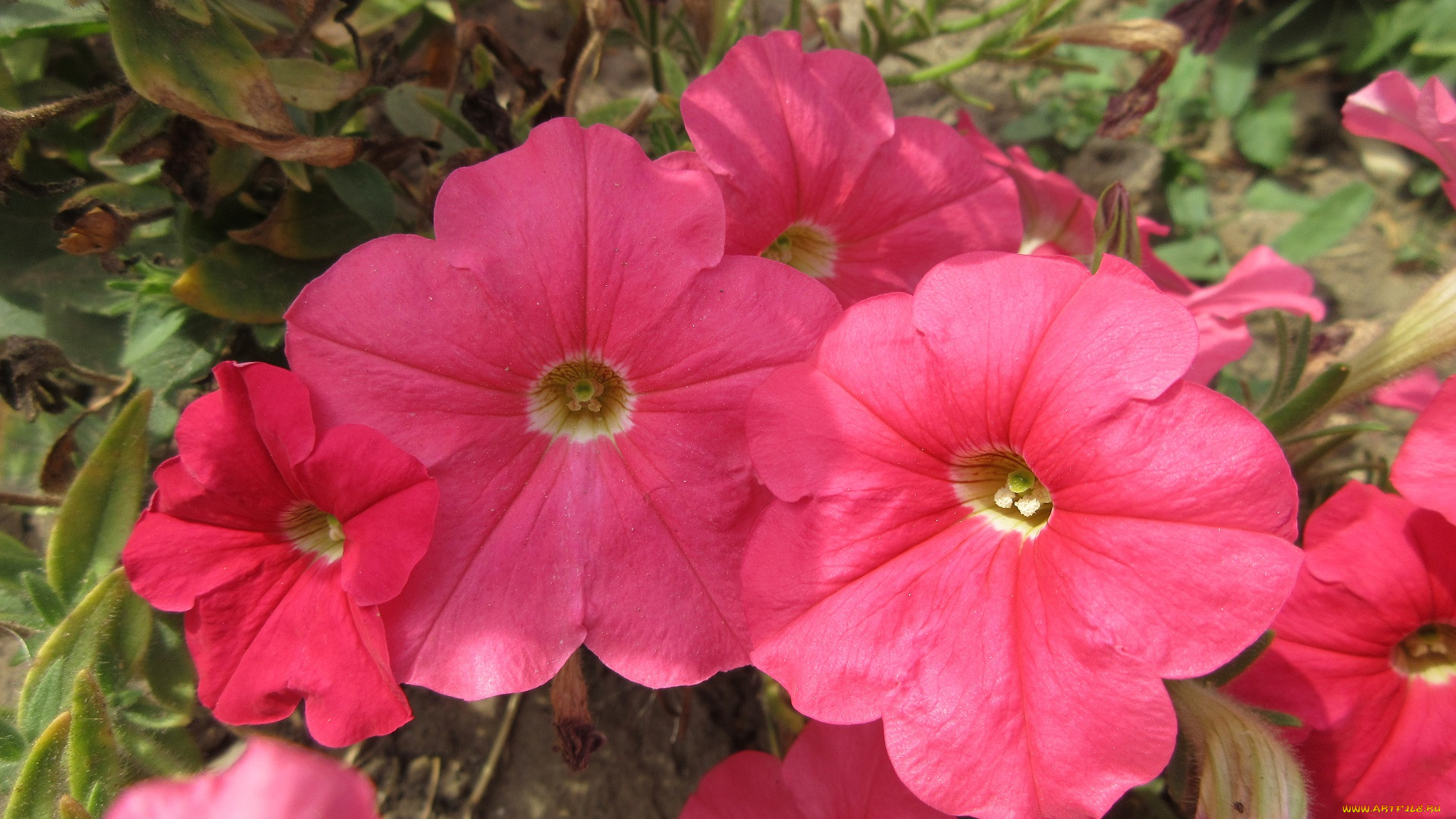 цветы, петунии, , калибрахоа