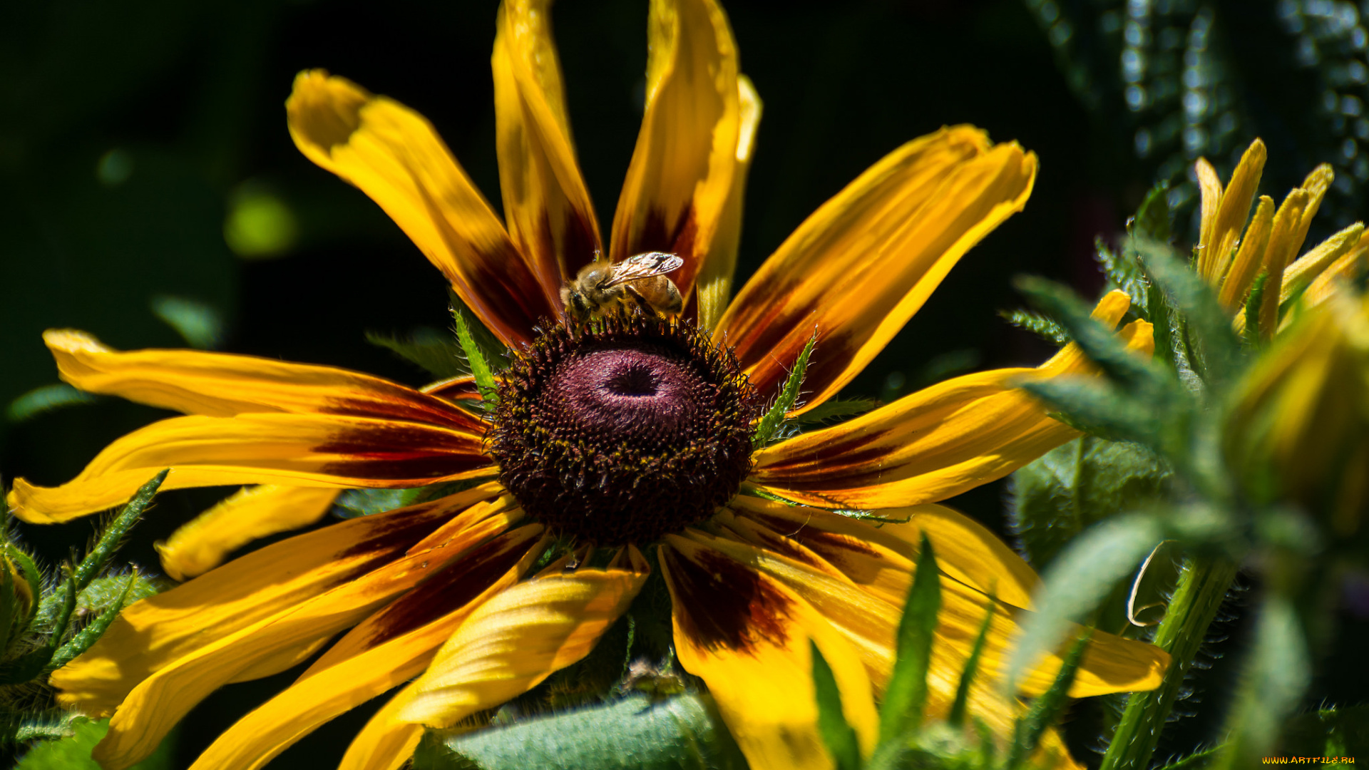 цветы, подсолнухи, жёлтый