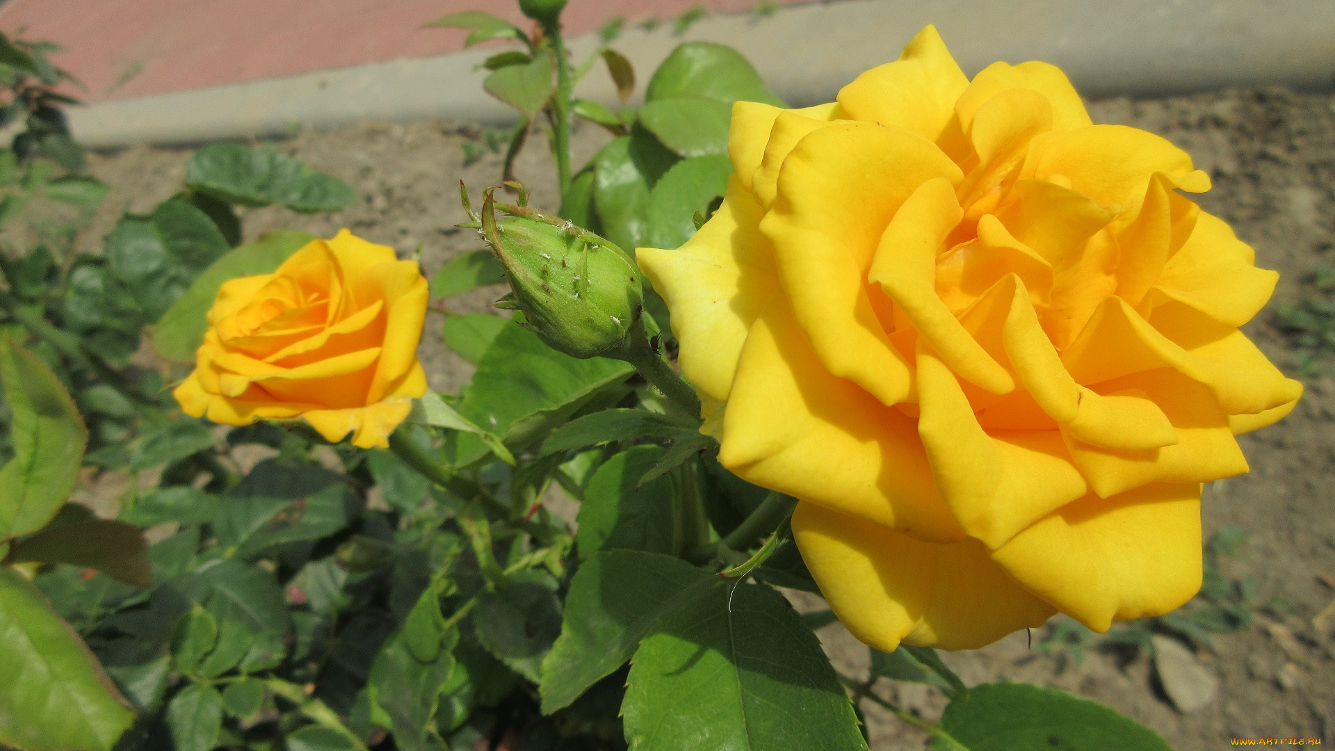 цветы, розы