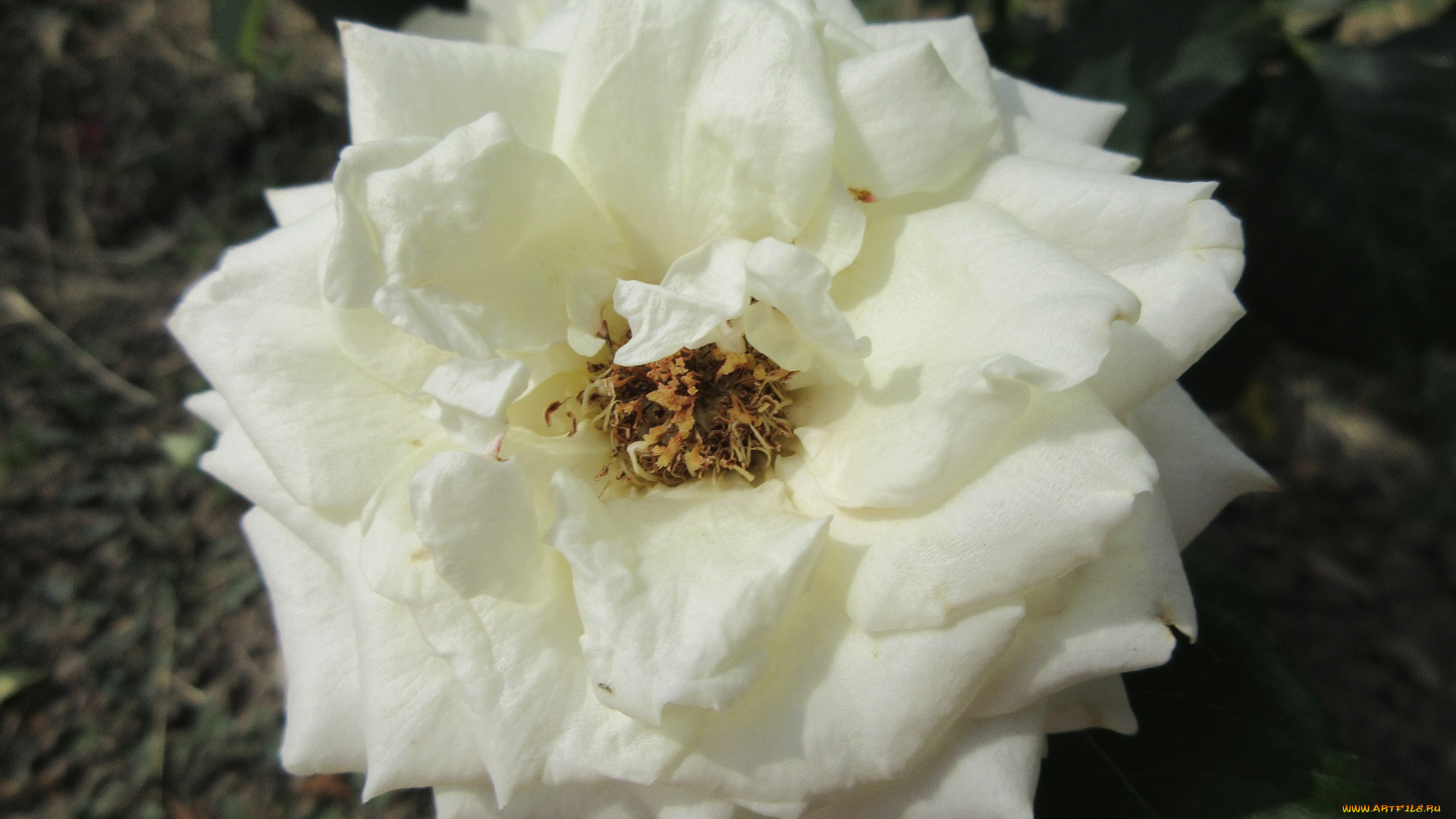 цветы, розы, белая