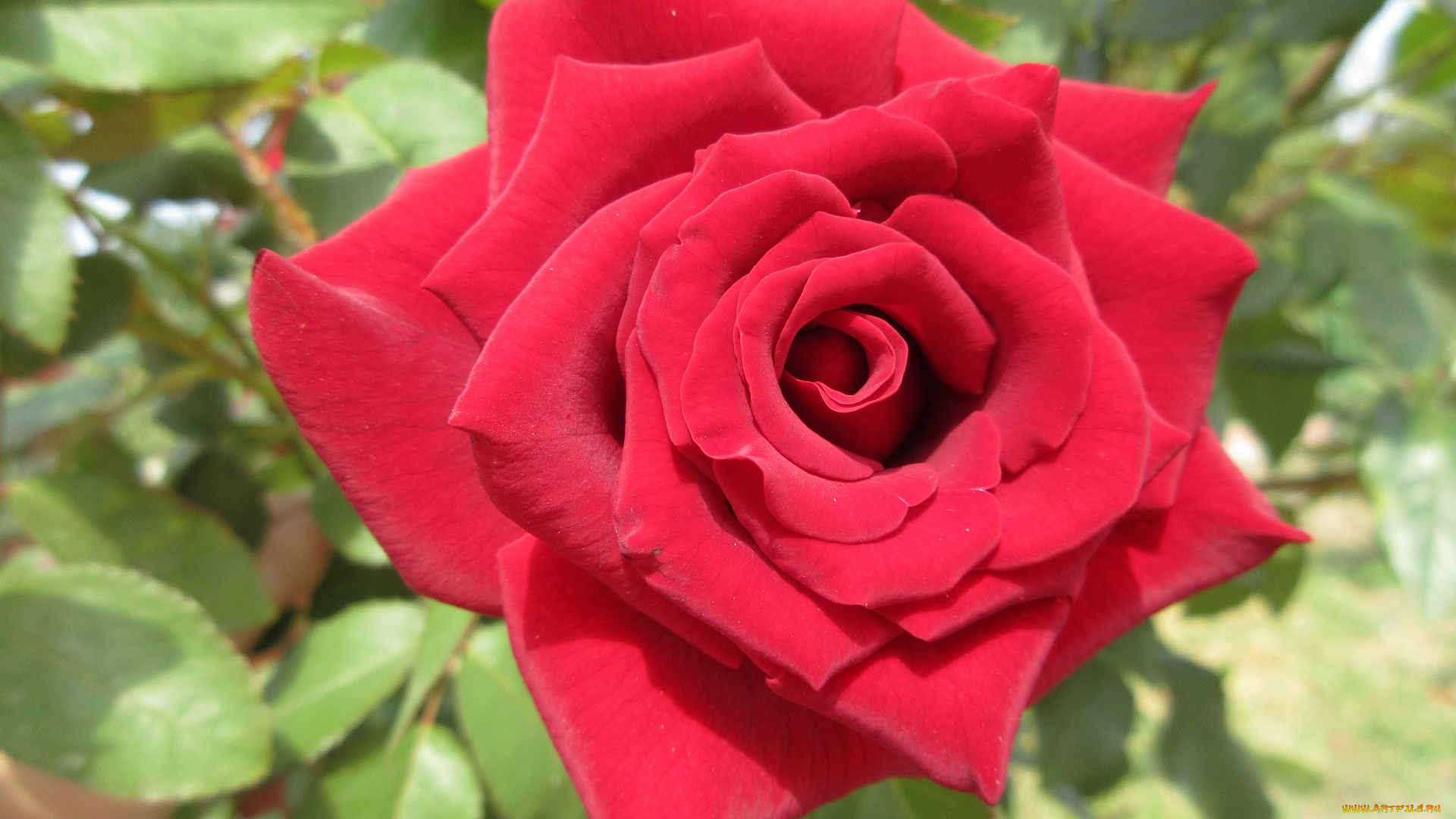 цветы, розы, красная