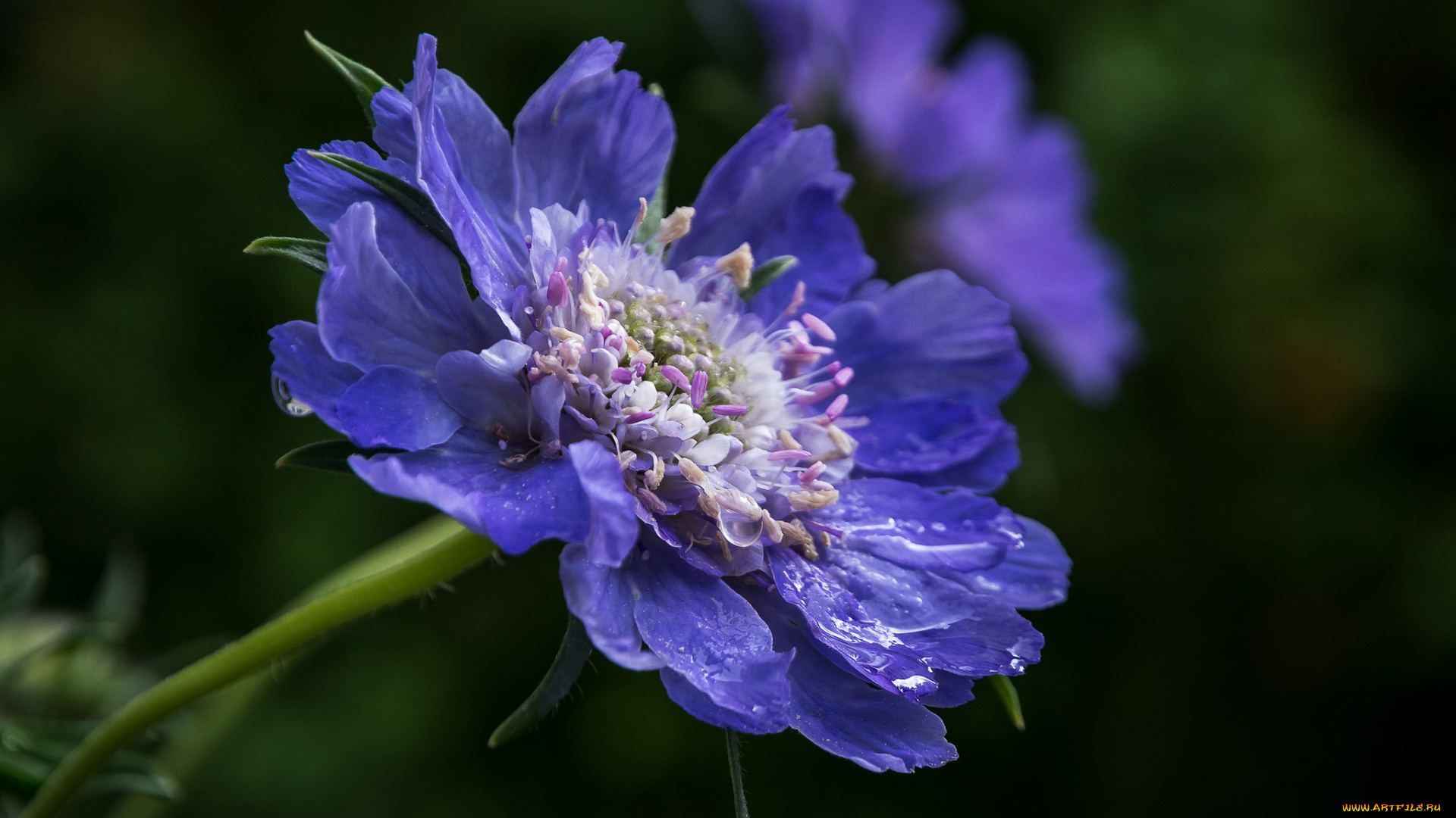 цветы, скабиоза, синий