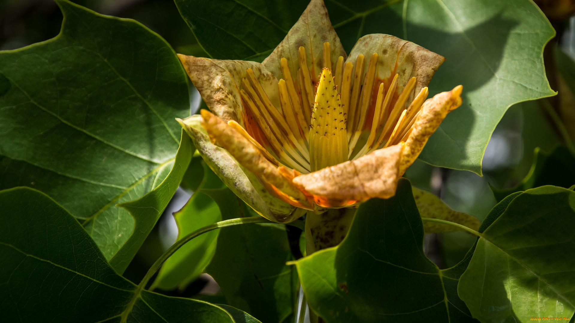цветы, тюльпановое, дерево, , лириодендрон, жёлтый