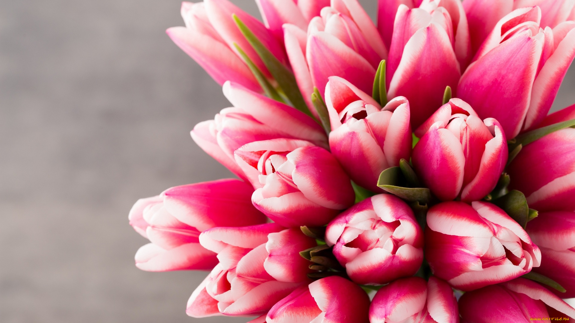 цветы, тюльпаны, розовый, цвет