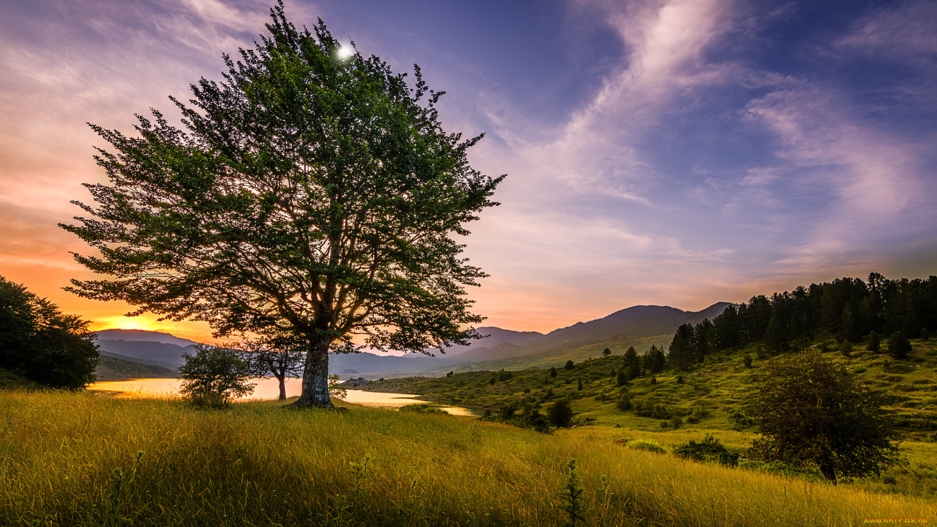 природа, деревья, простор