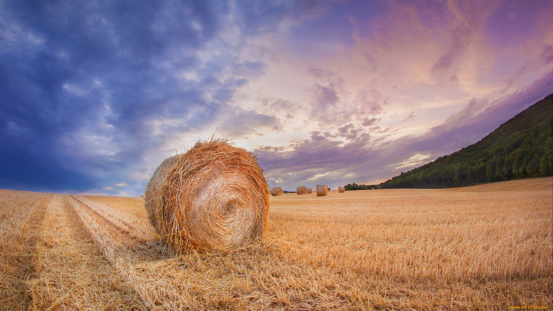 природа, поля, простор