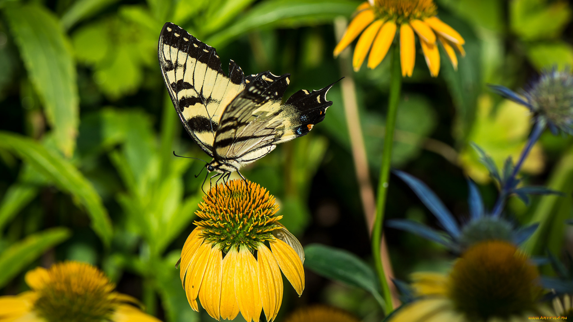 животные, бабочки, , мотыльки, , моли, бабочка