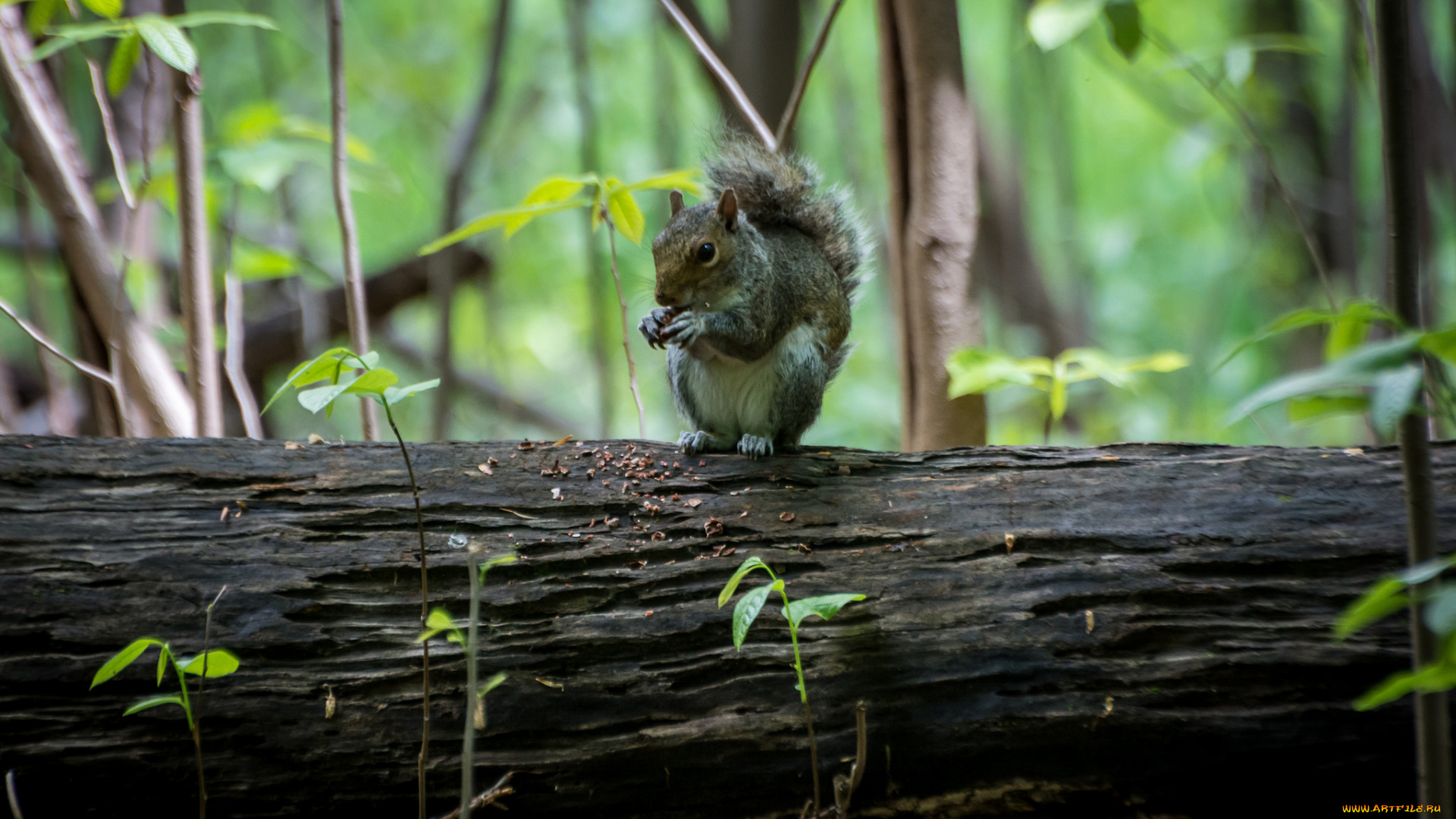 животные, белки, белка