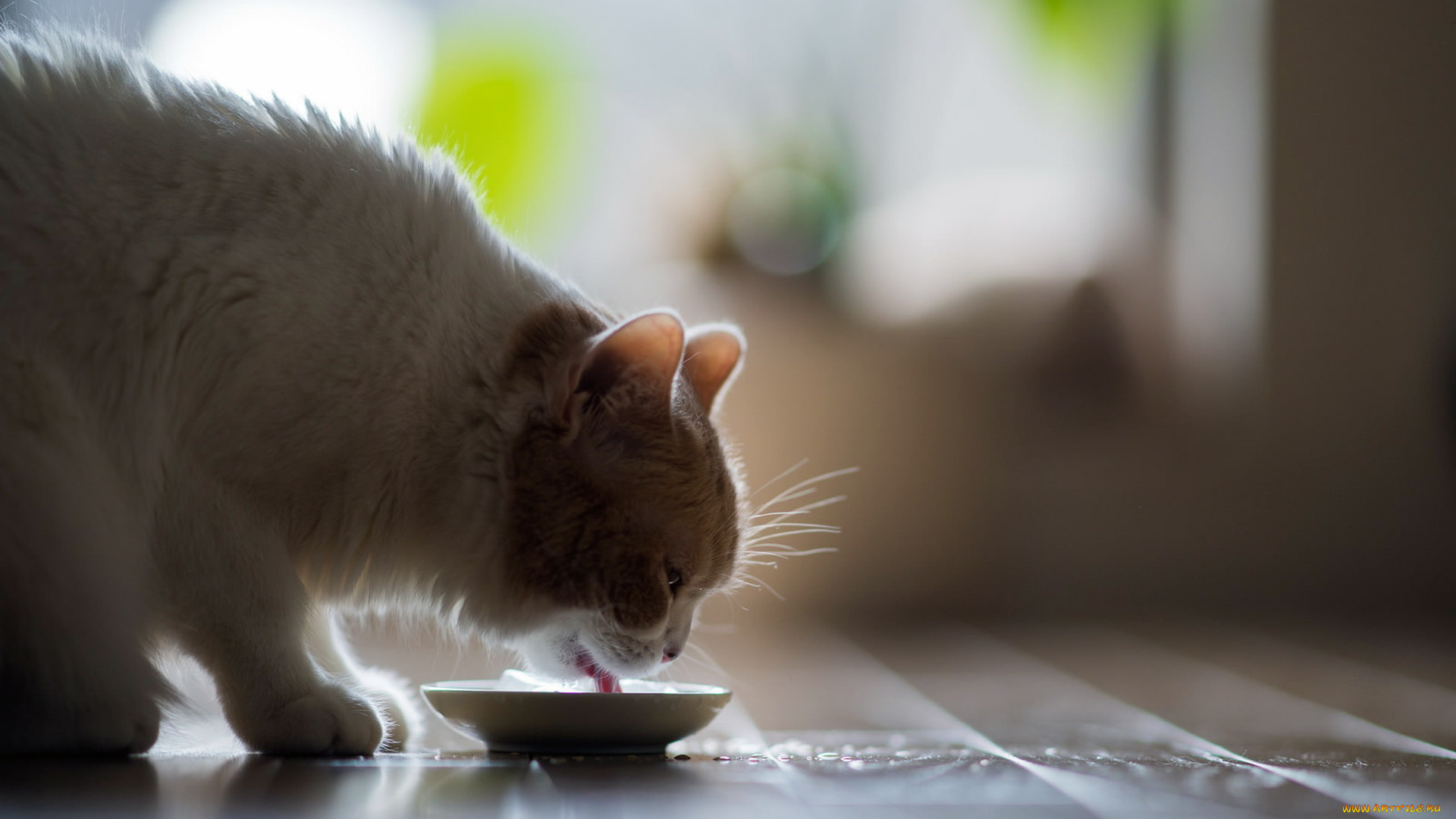 животные, коты, блюдце
