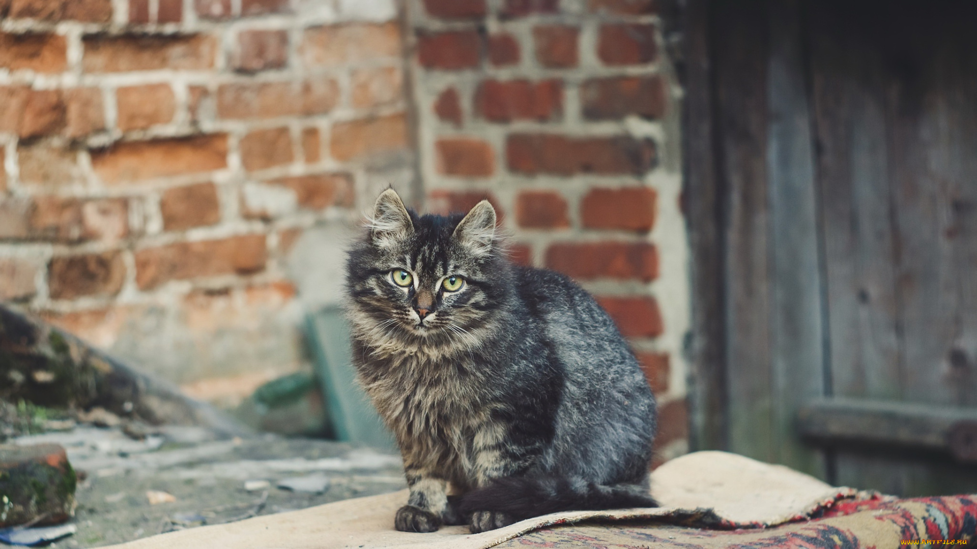 животные, коты, кирпичная, стена, палас