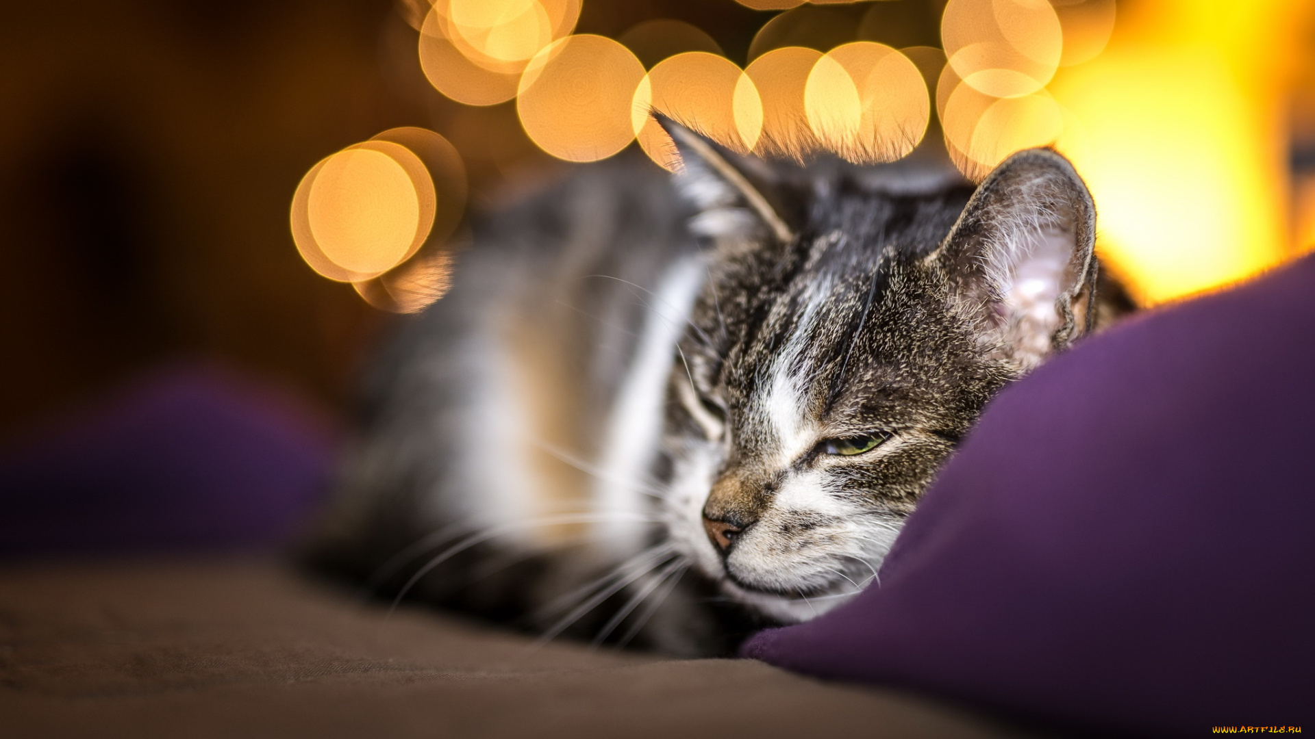 животные, коты, морда