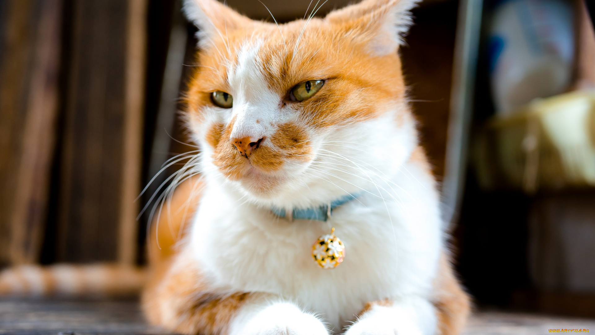 животные, коты, ошейник