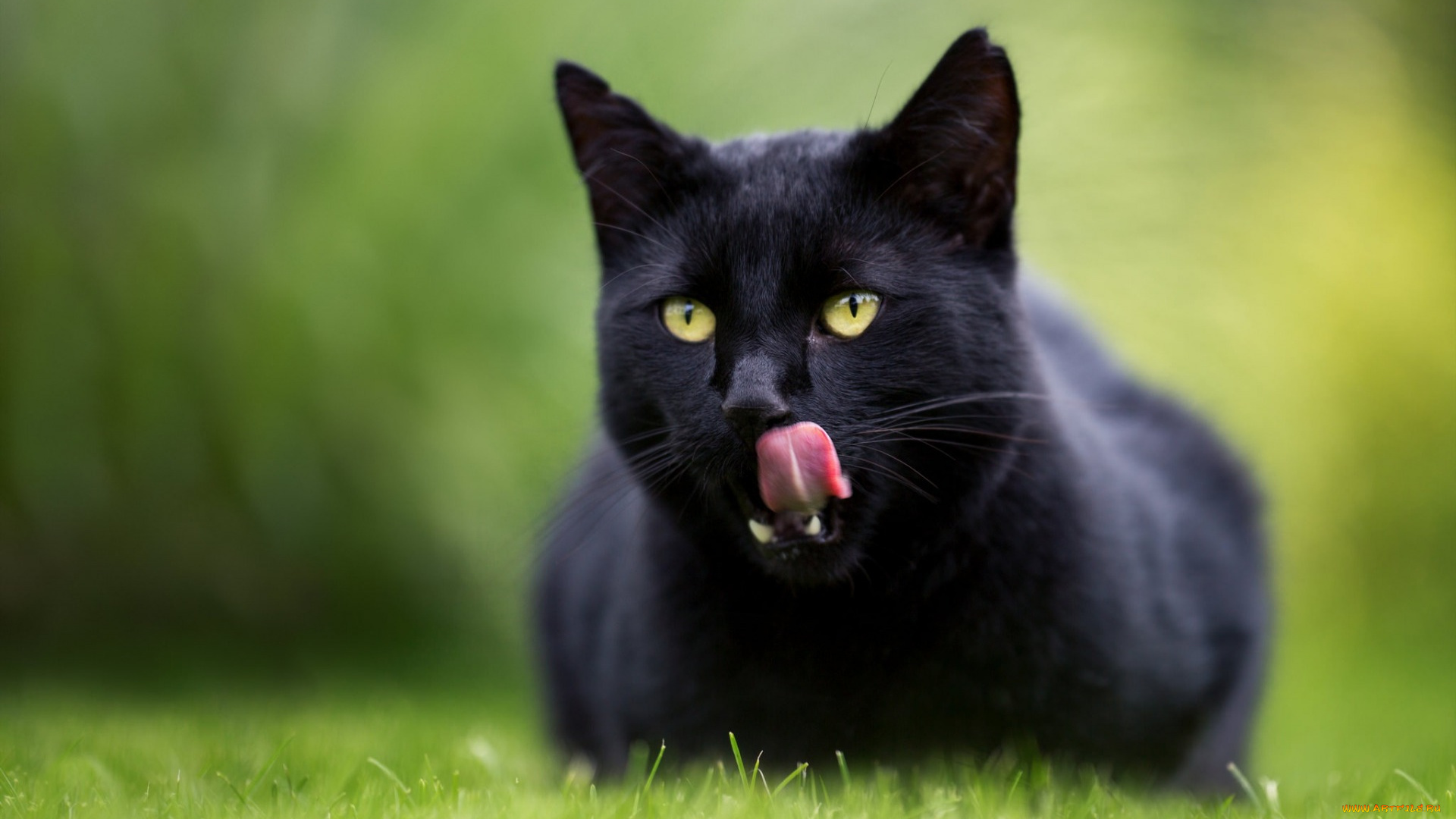 животные, коты, трава, черный, цвет