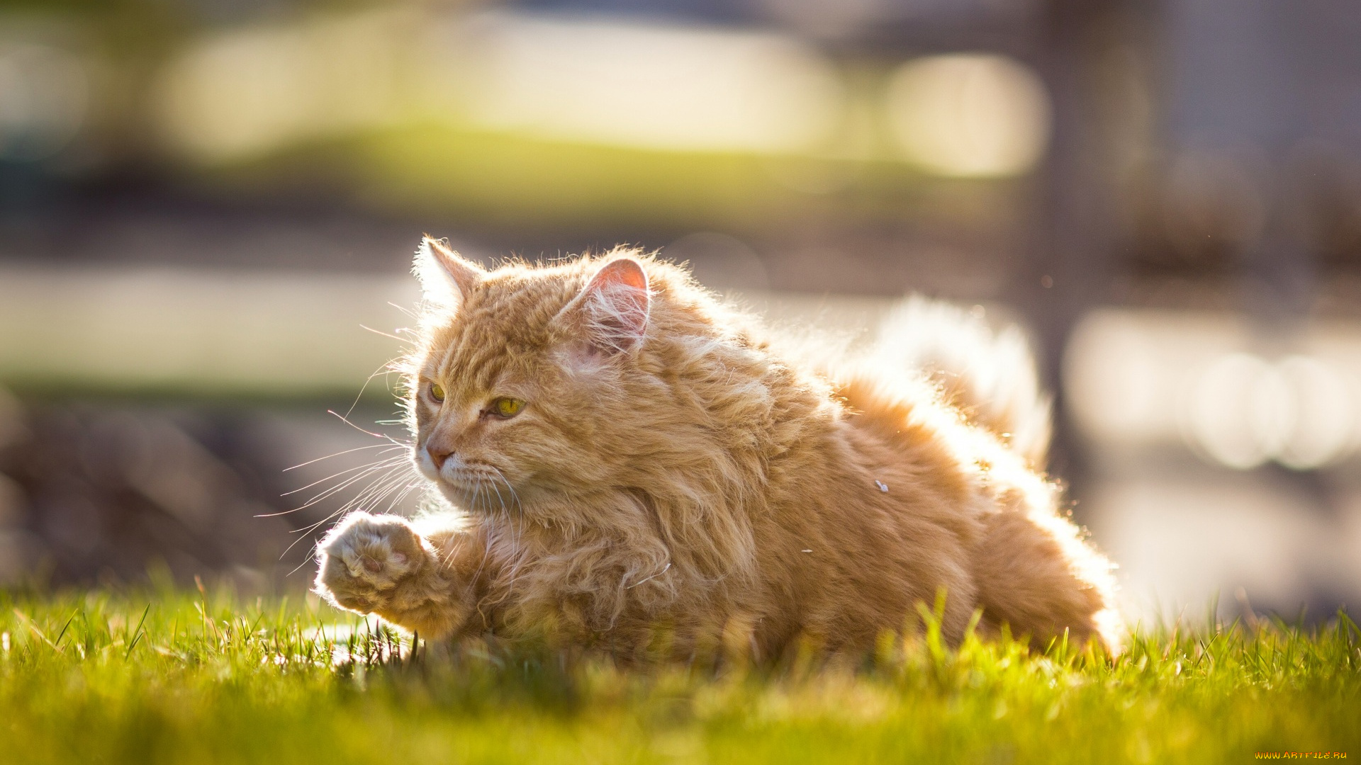 животные, коты, трава, рыжий, цвет