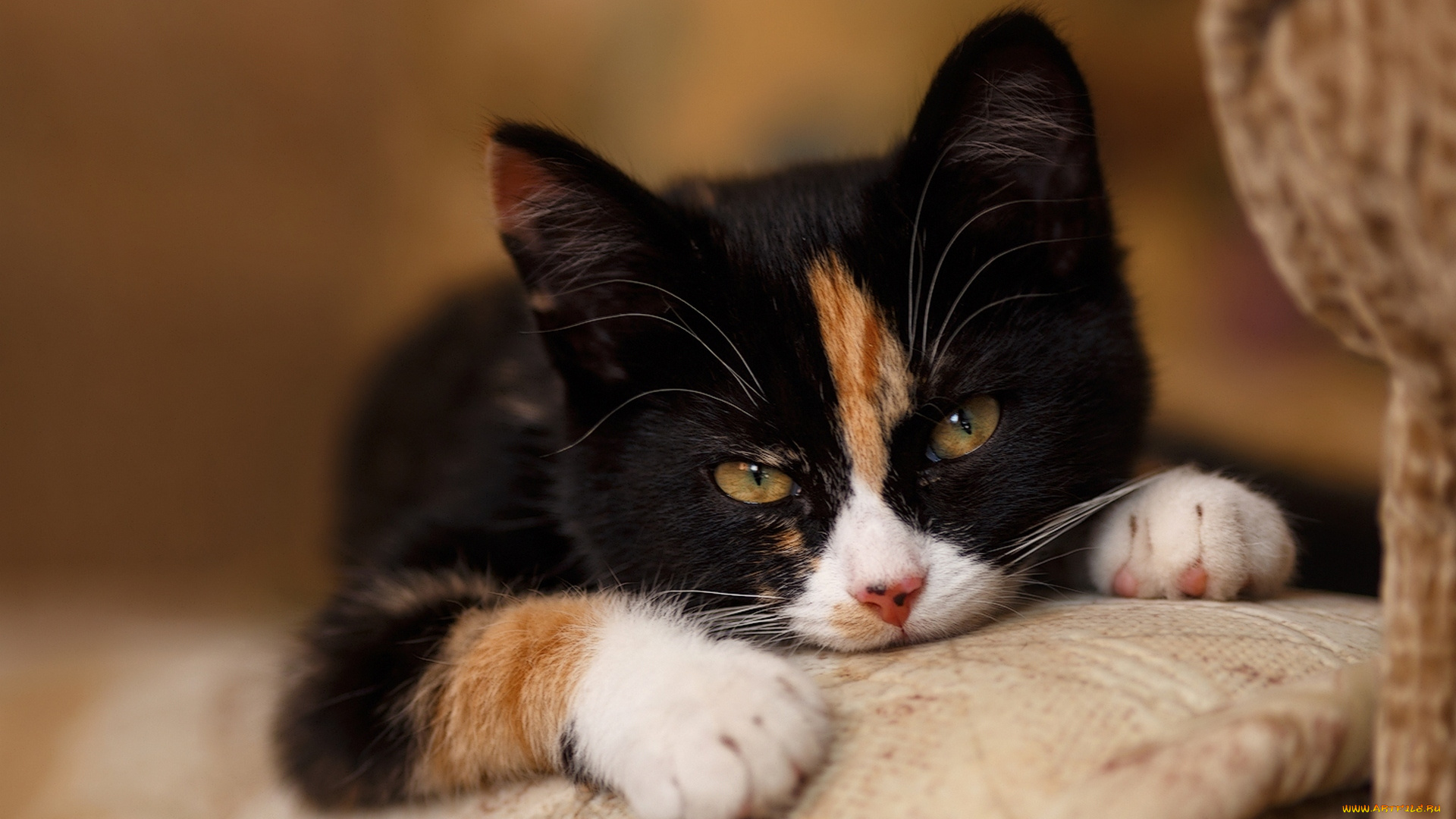 животные, коты, взгляд