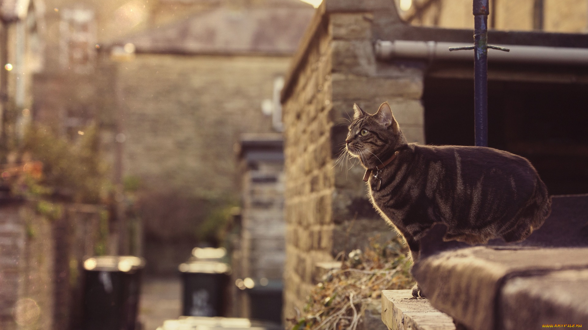 животные, коты, здание
