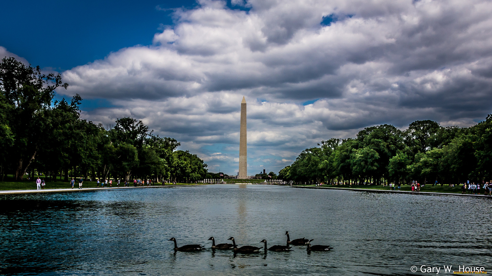 животные, лебеди