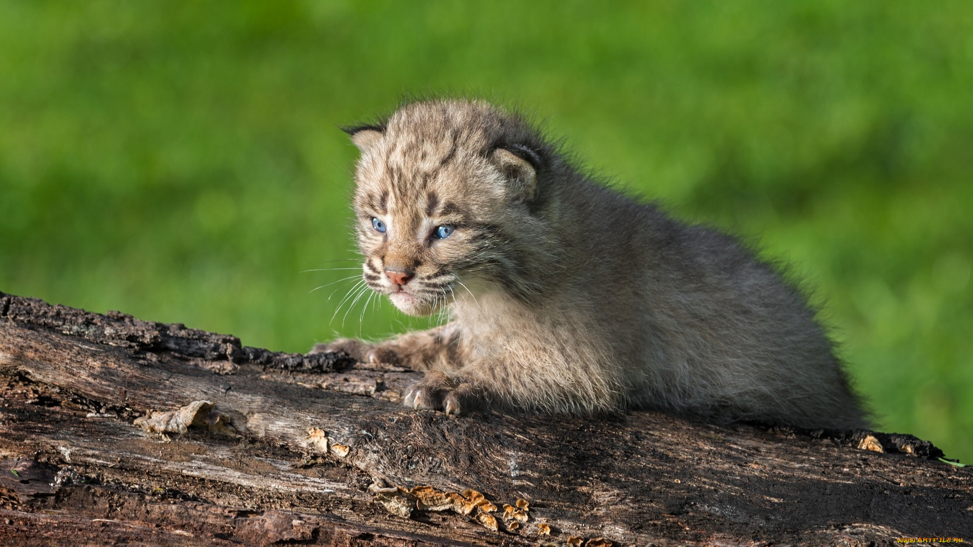 животные, рыси, детеныш