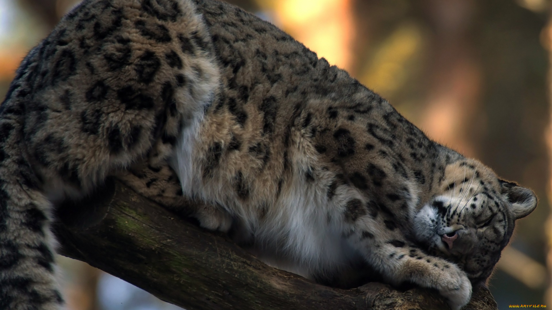 животные, снежный, барс, , ирбис, ствол