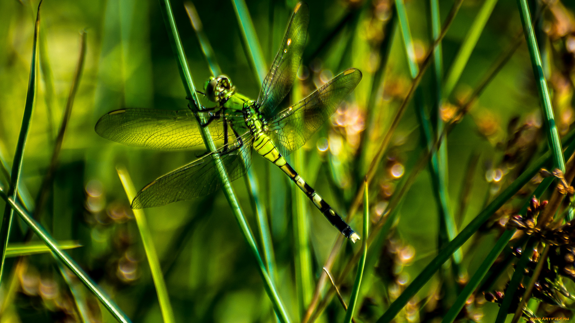 животные, стрекозы, стрекоза