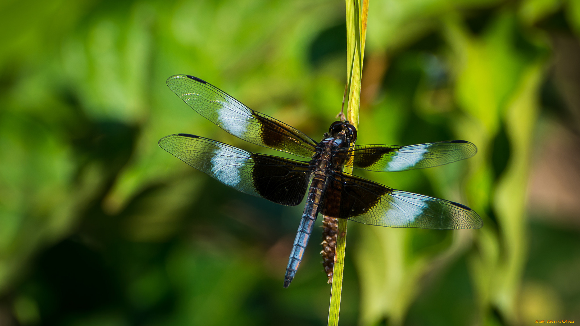 животные, стрекозы, стрекоза