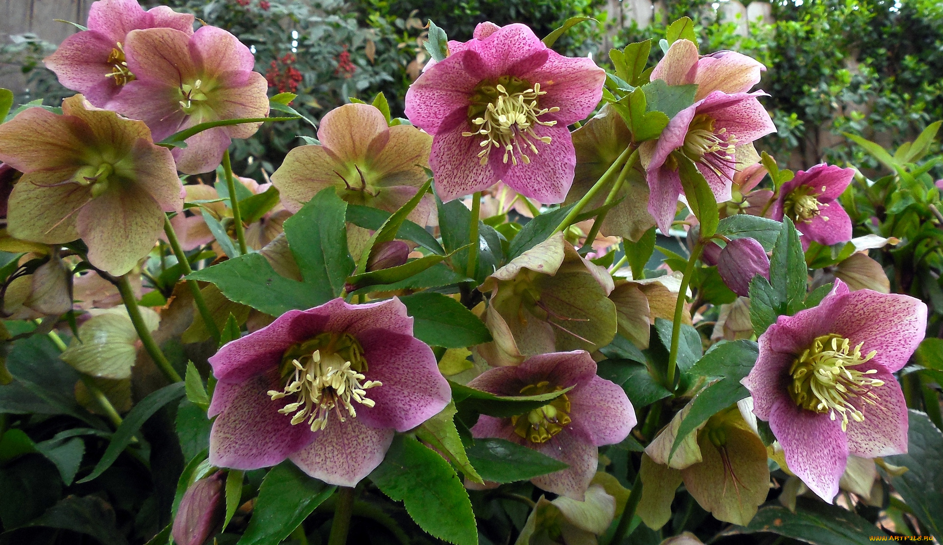 цветы, цветок