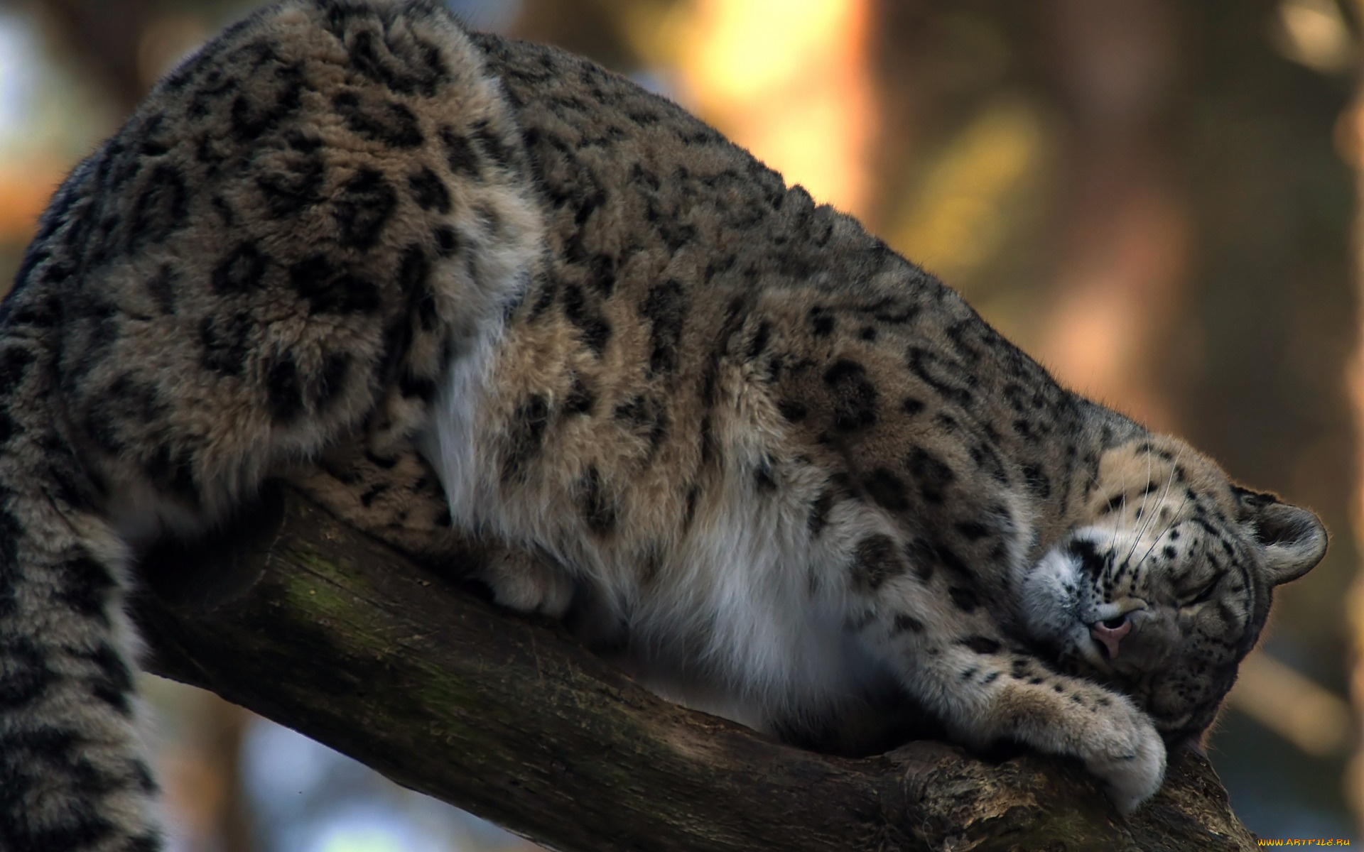 животные, снежный, барс, , ирбис, ствол