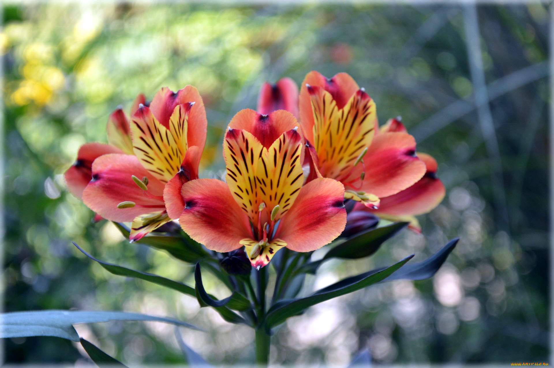 цветы, альстромерия, боке