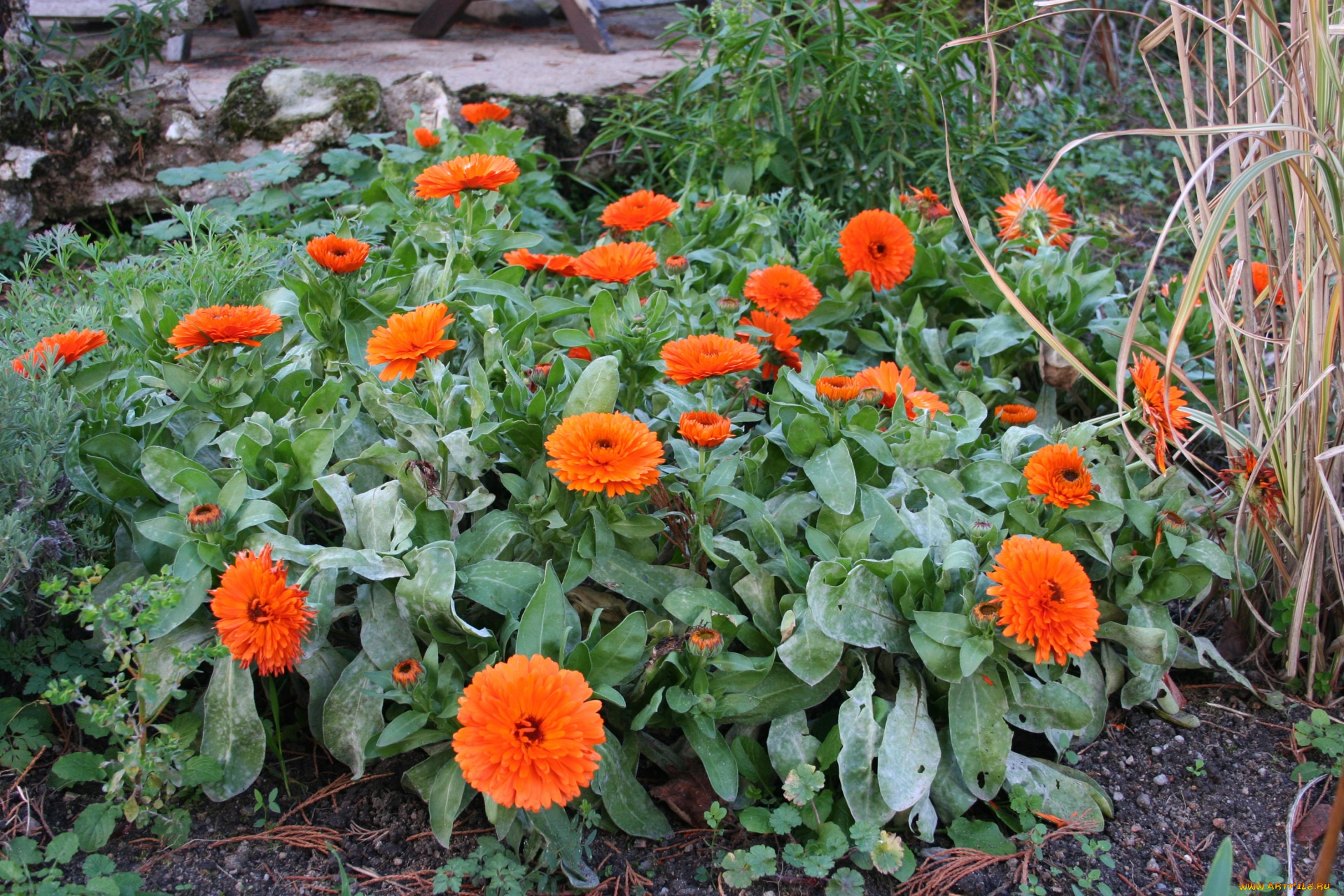 цветы, календула, оранжевый, цвет