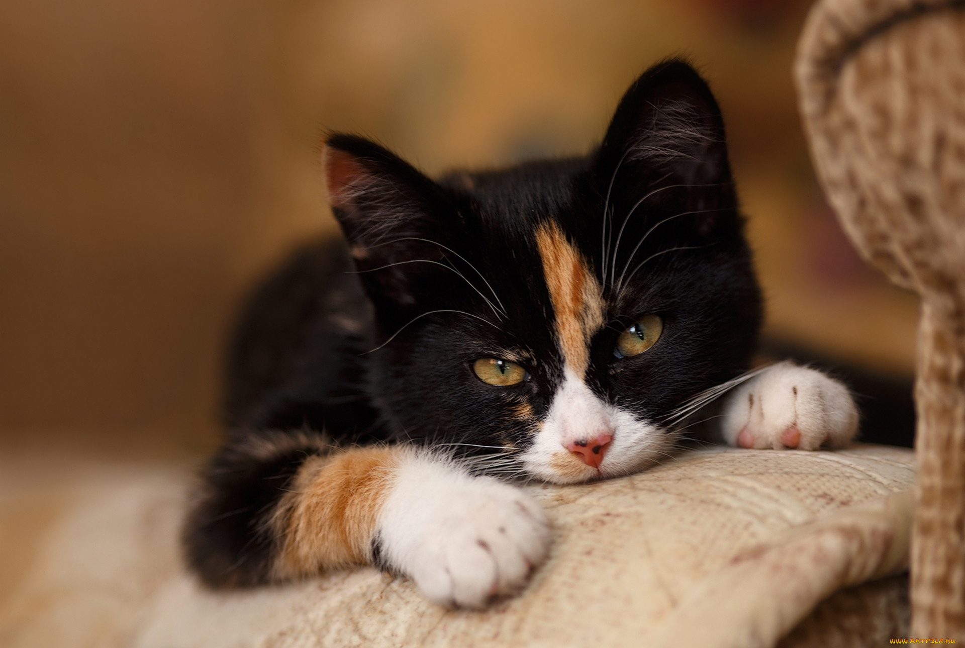 животные, коты, взгляд