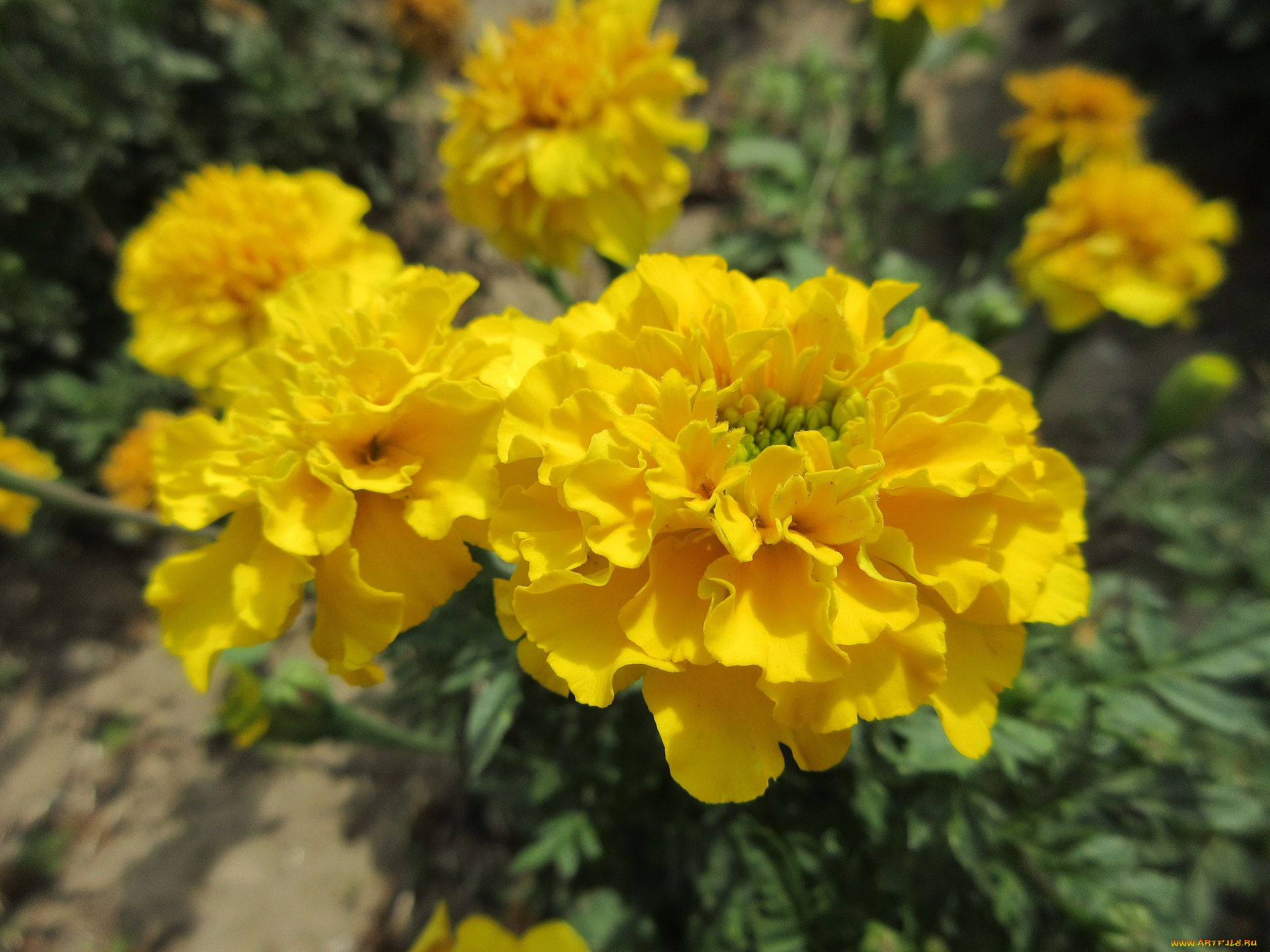 цветы, бархатцы
