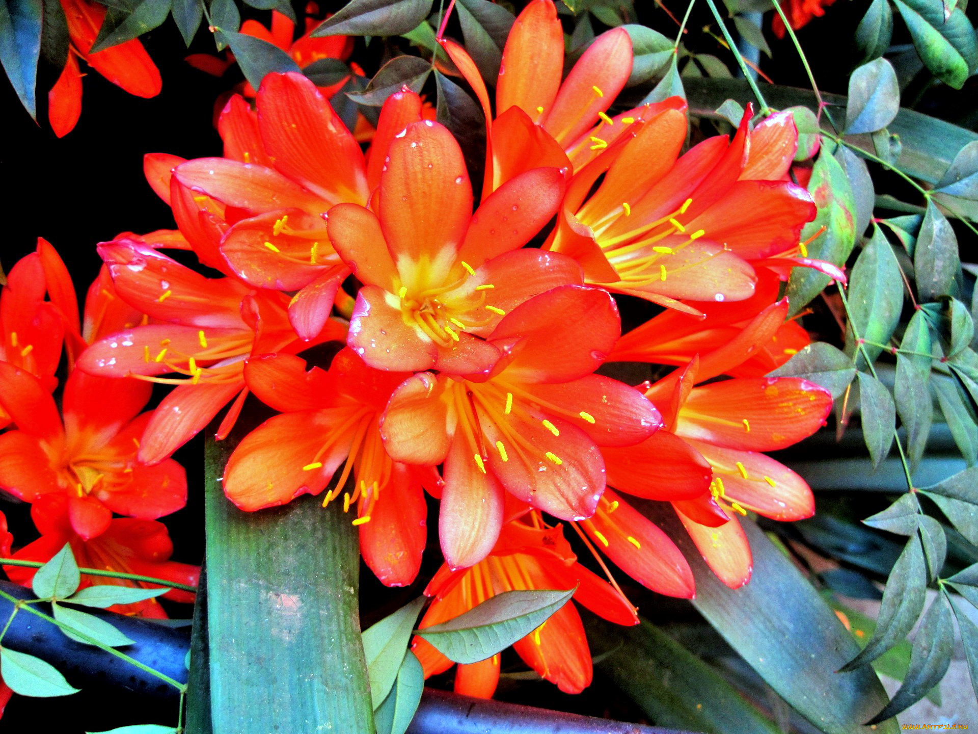 цветы, кливия, алый