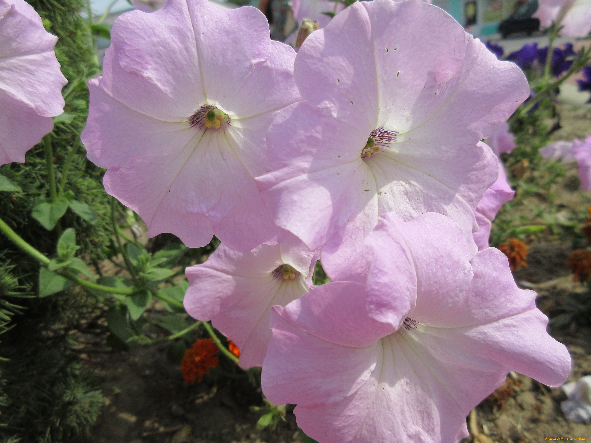 цветы, петунии, , калибрахоа