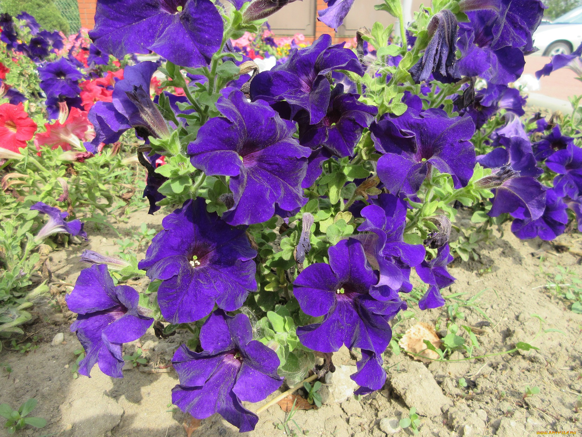 цветы, петунии, , калибрахоа