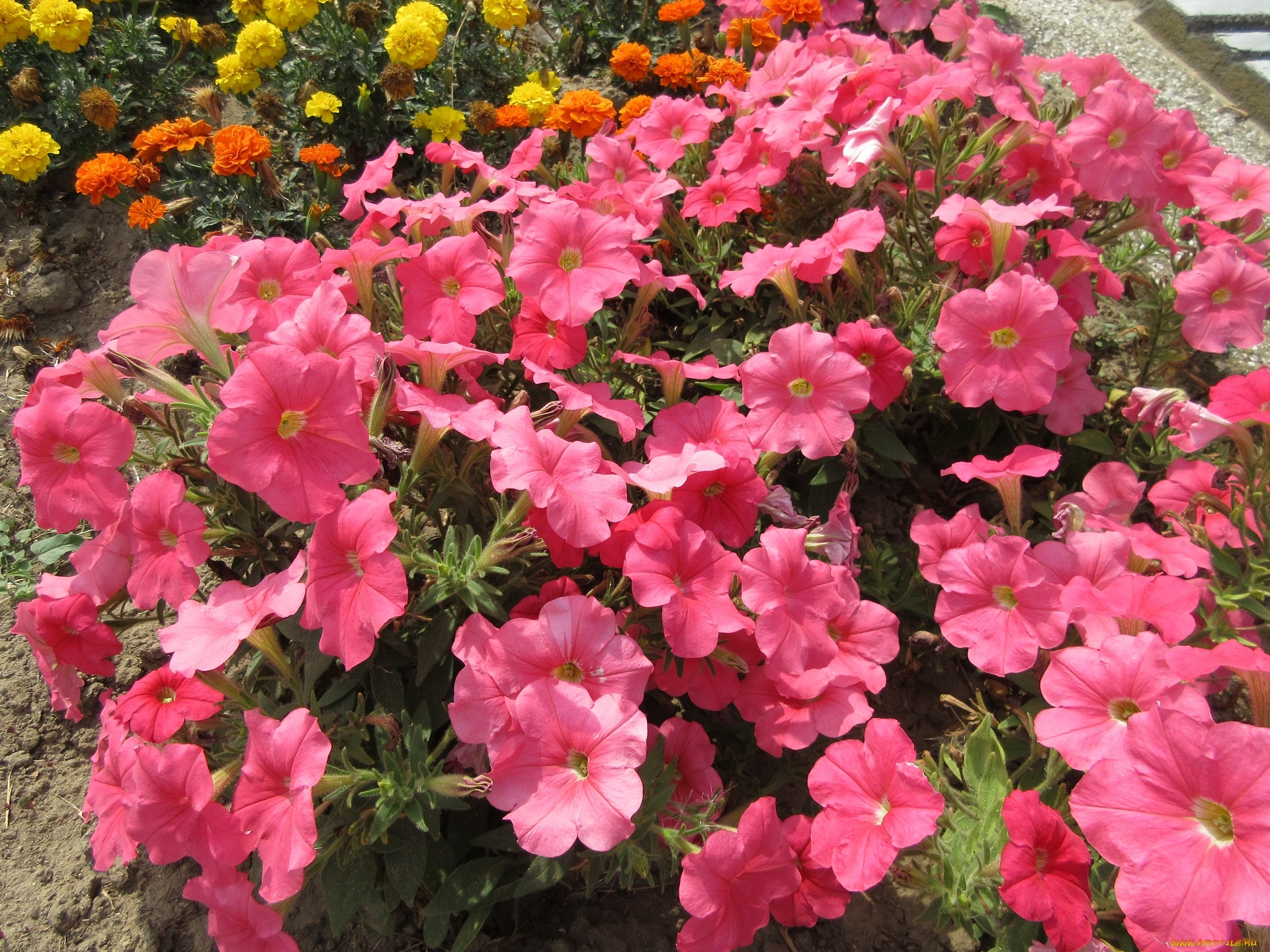 цветы, петунии, , калибрахоа