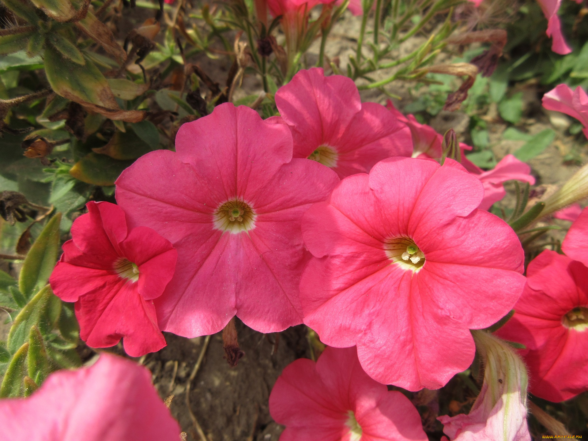 цветы, петунии, , калибрахоа