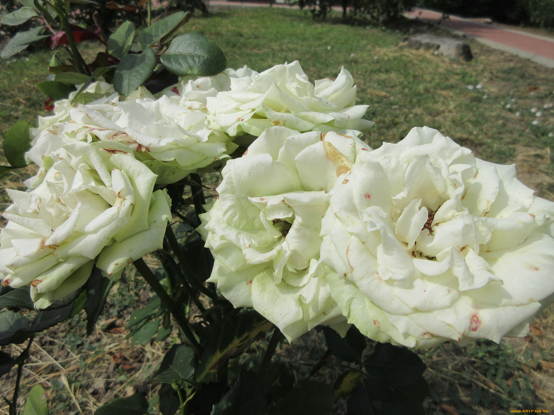 цветы, розы