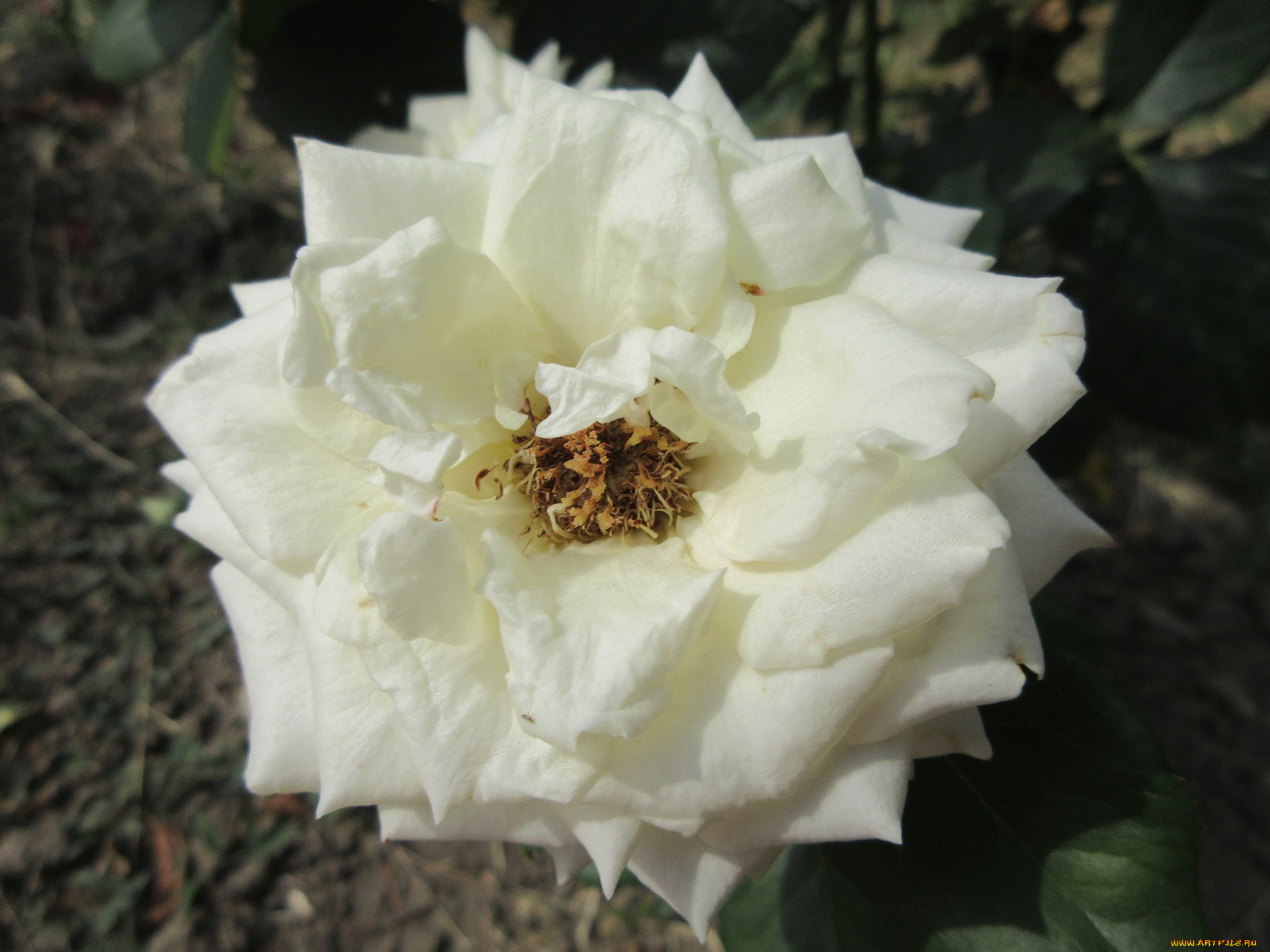 цветы, розы, белая