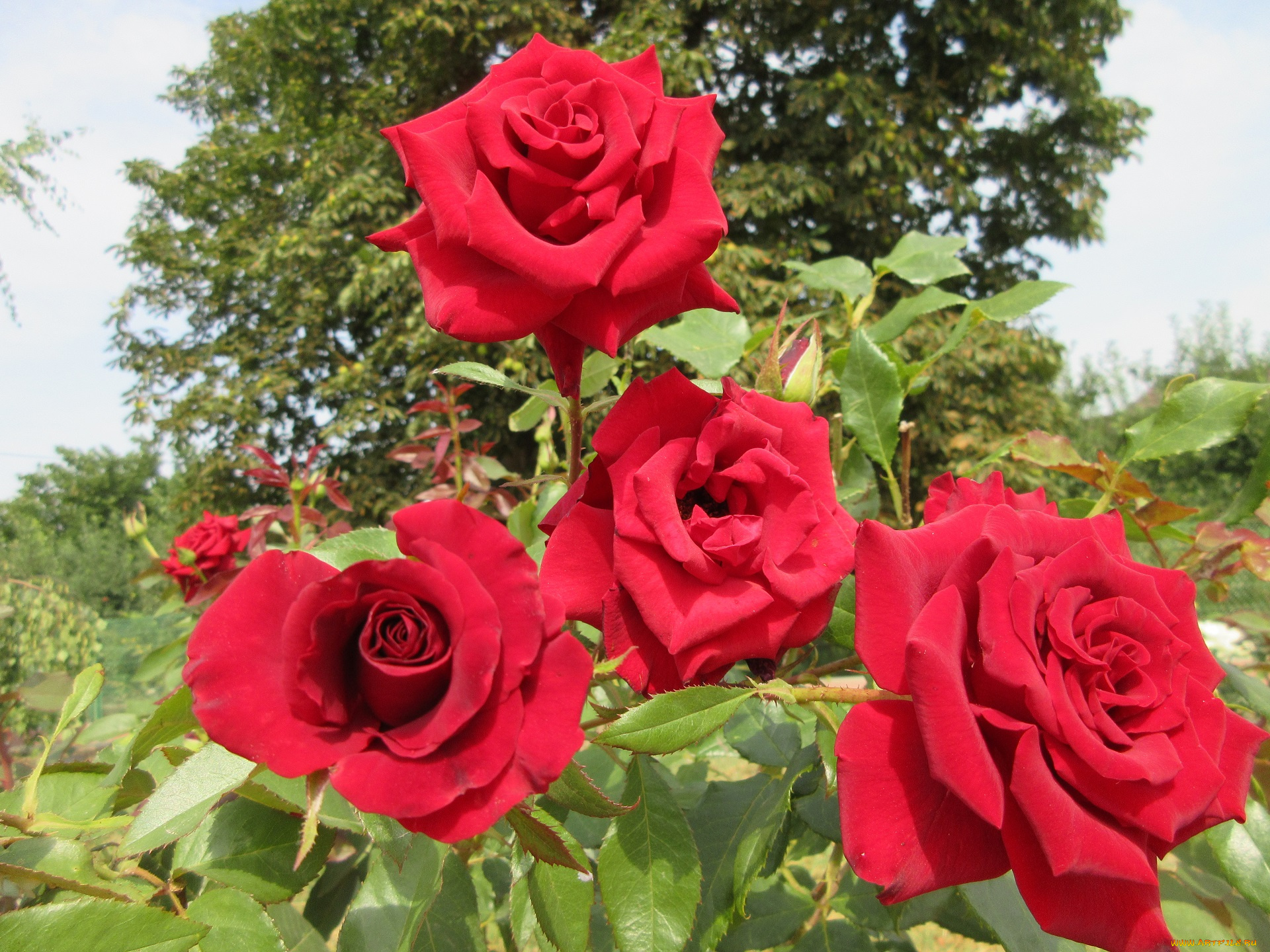 цветы, розы, красные