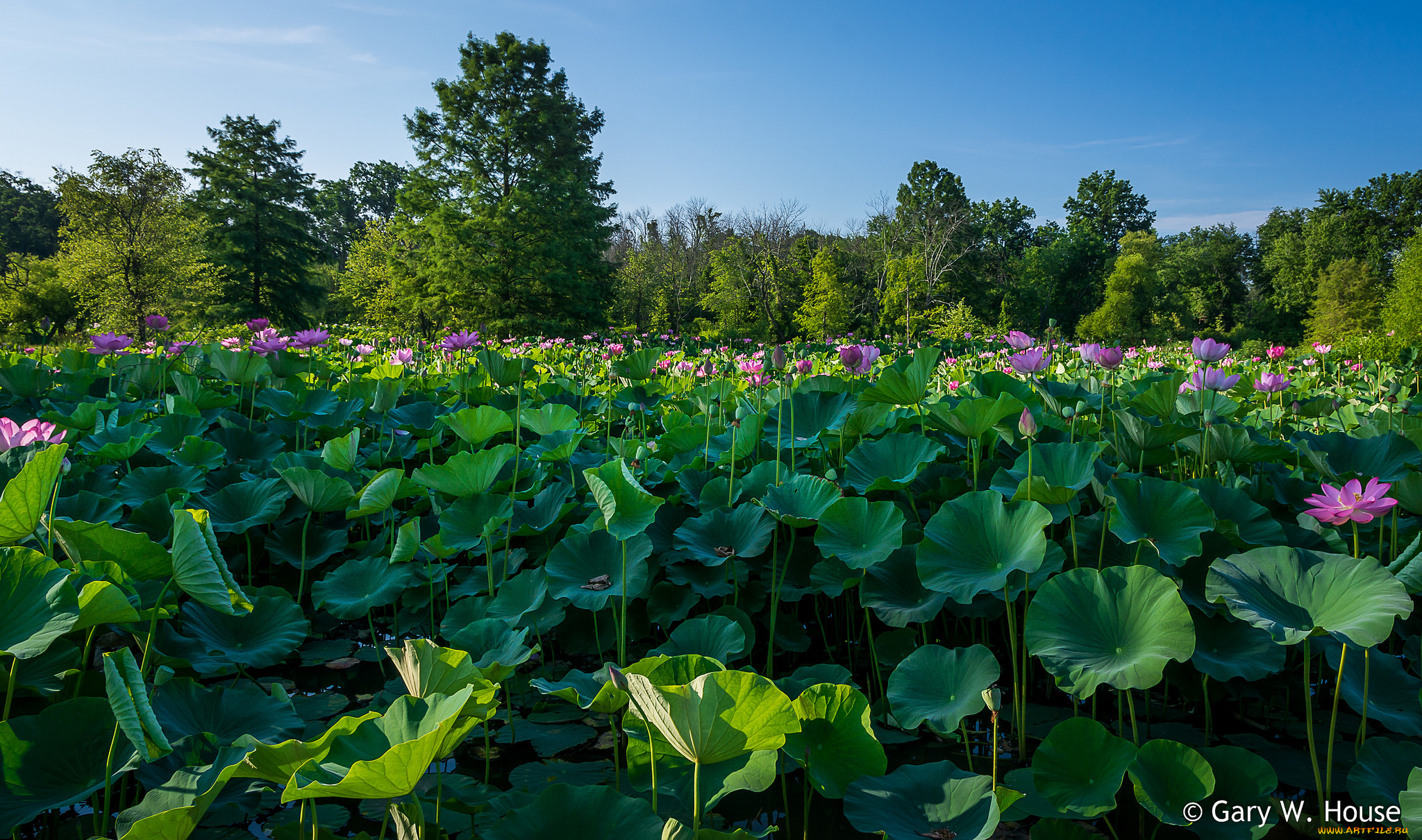цветы, лотосы