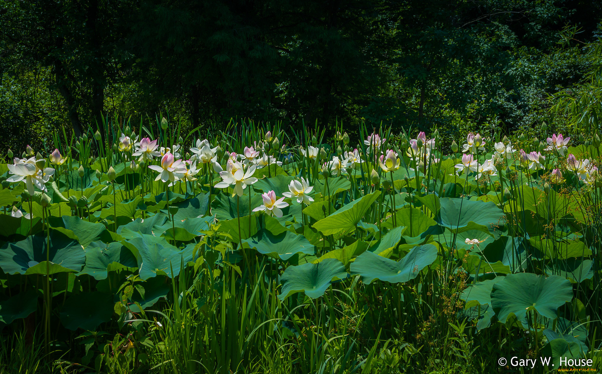 цветы, лотосы, зелень