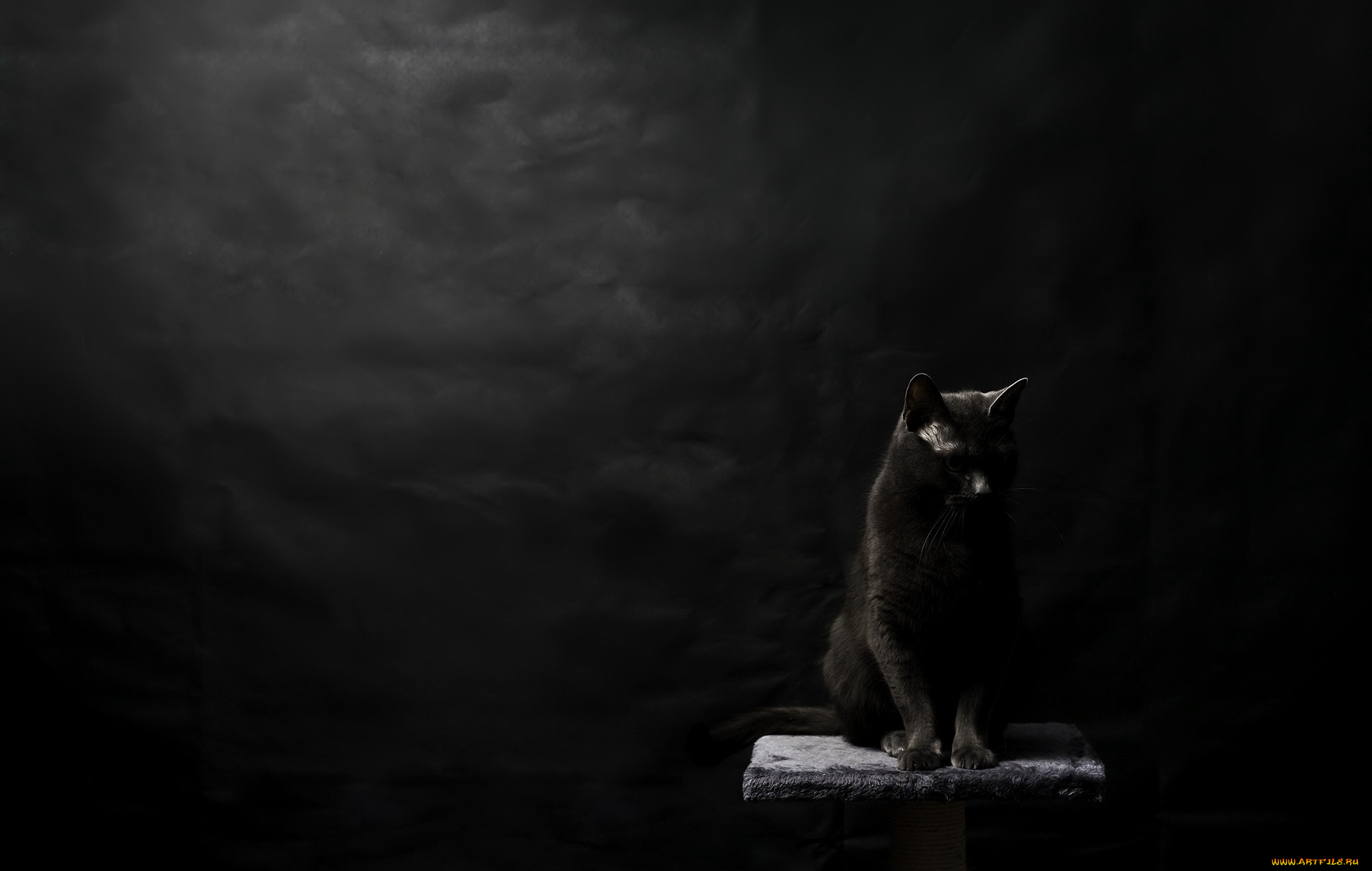 животные, коты, черный, фон